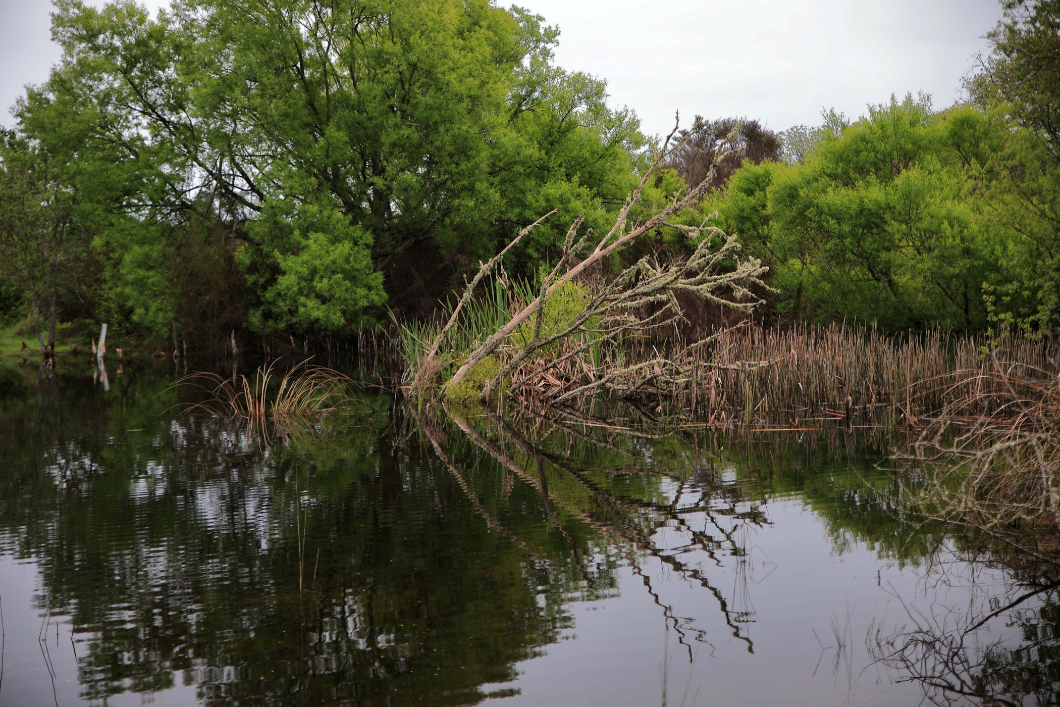 Lake Rerewhakaaitu,-308.JPG