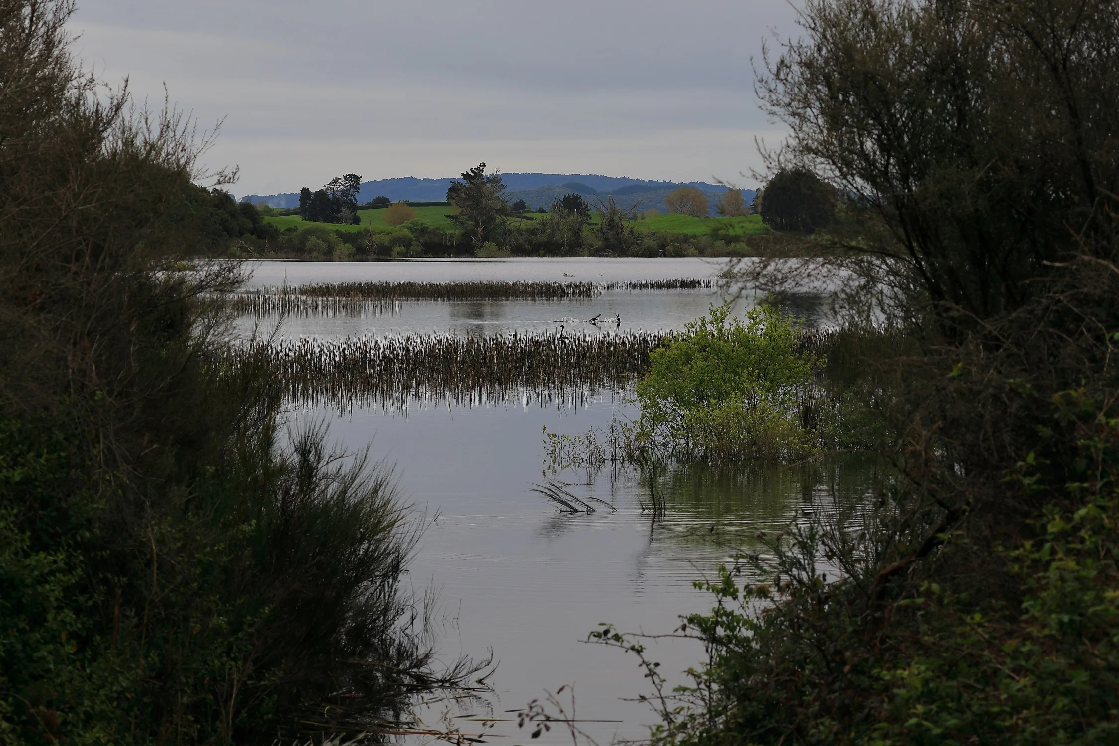 Lake Rerewhakaaitu,-385.JPG