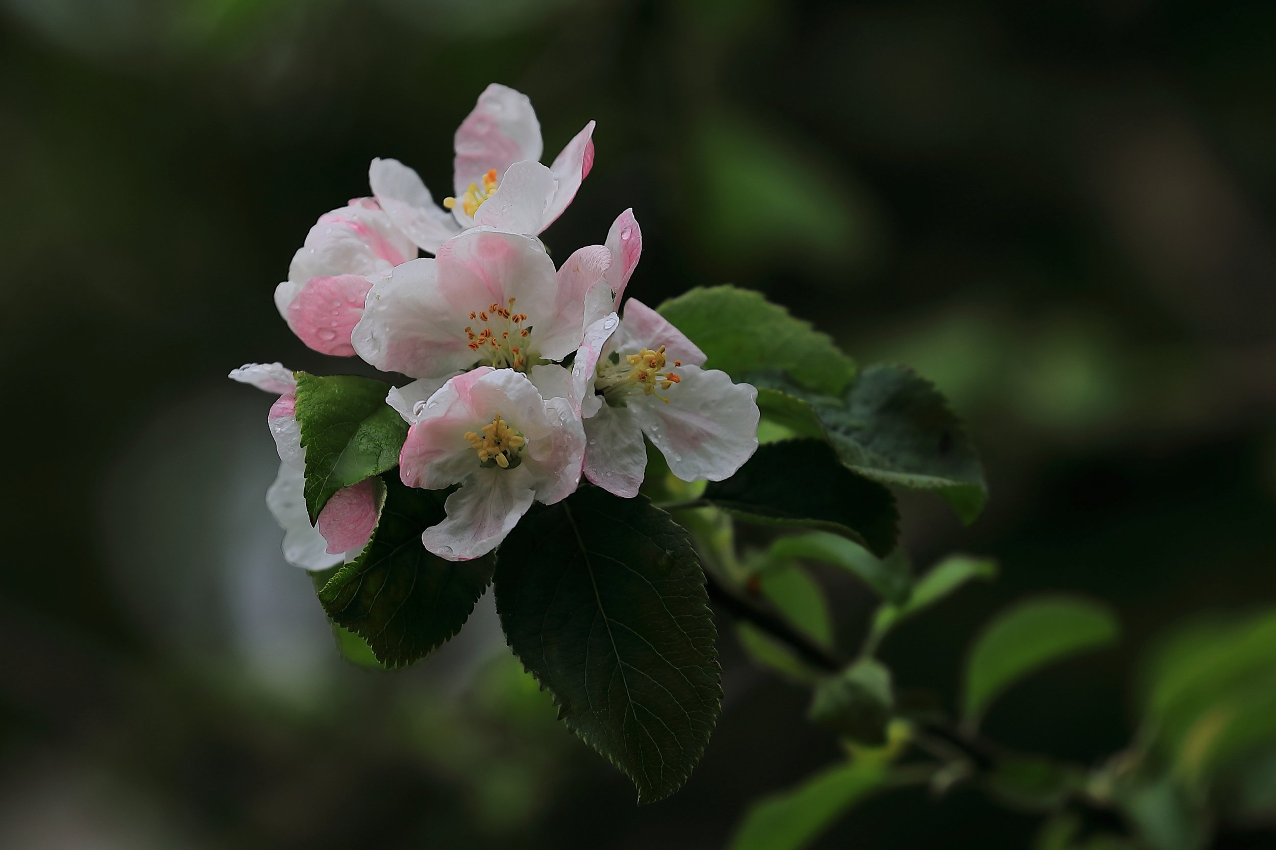Lake Rerewhakaaitu,-390.JPG