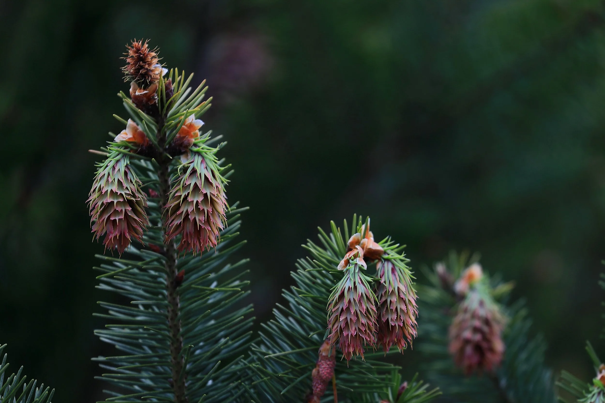 Lake Rerewhakaaitu,-400.JPG