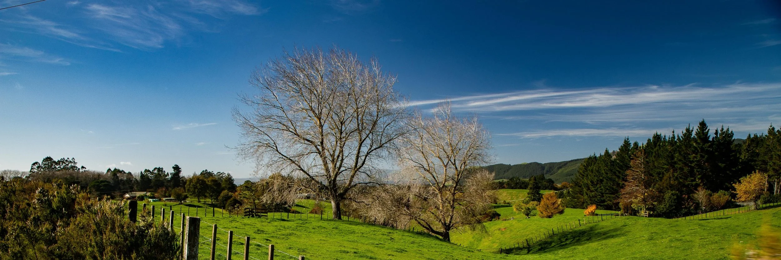 Mamaku Railway,-331.JPG