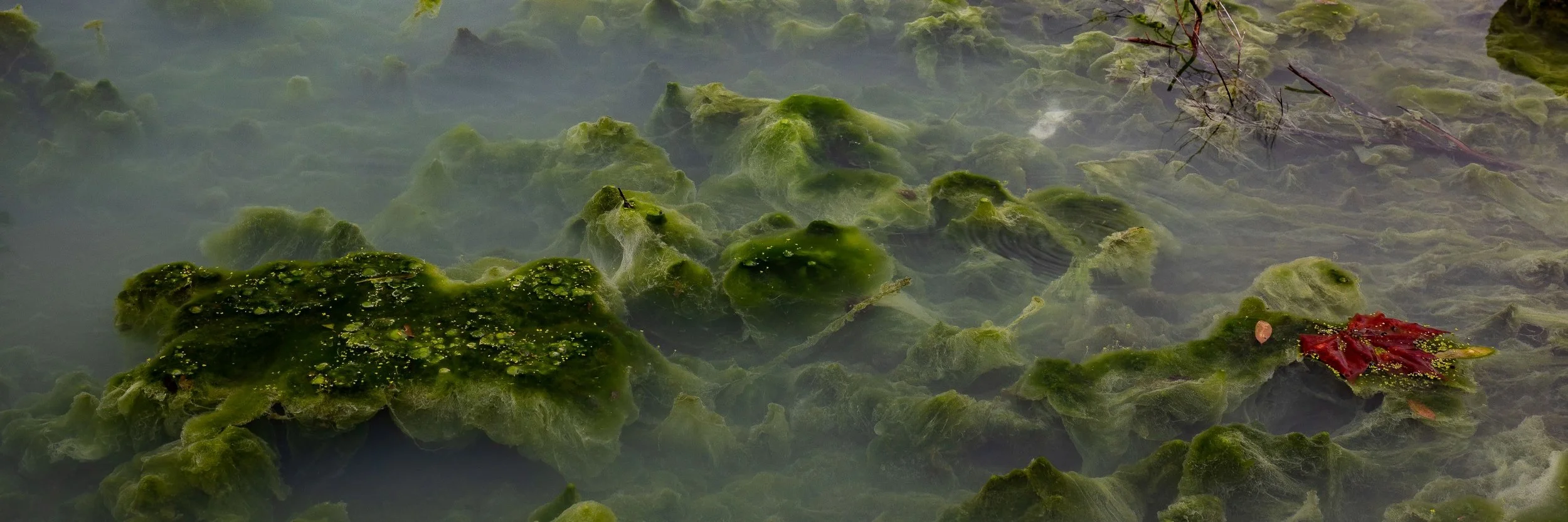 Rotorua,Government Gardens,-032.JPG