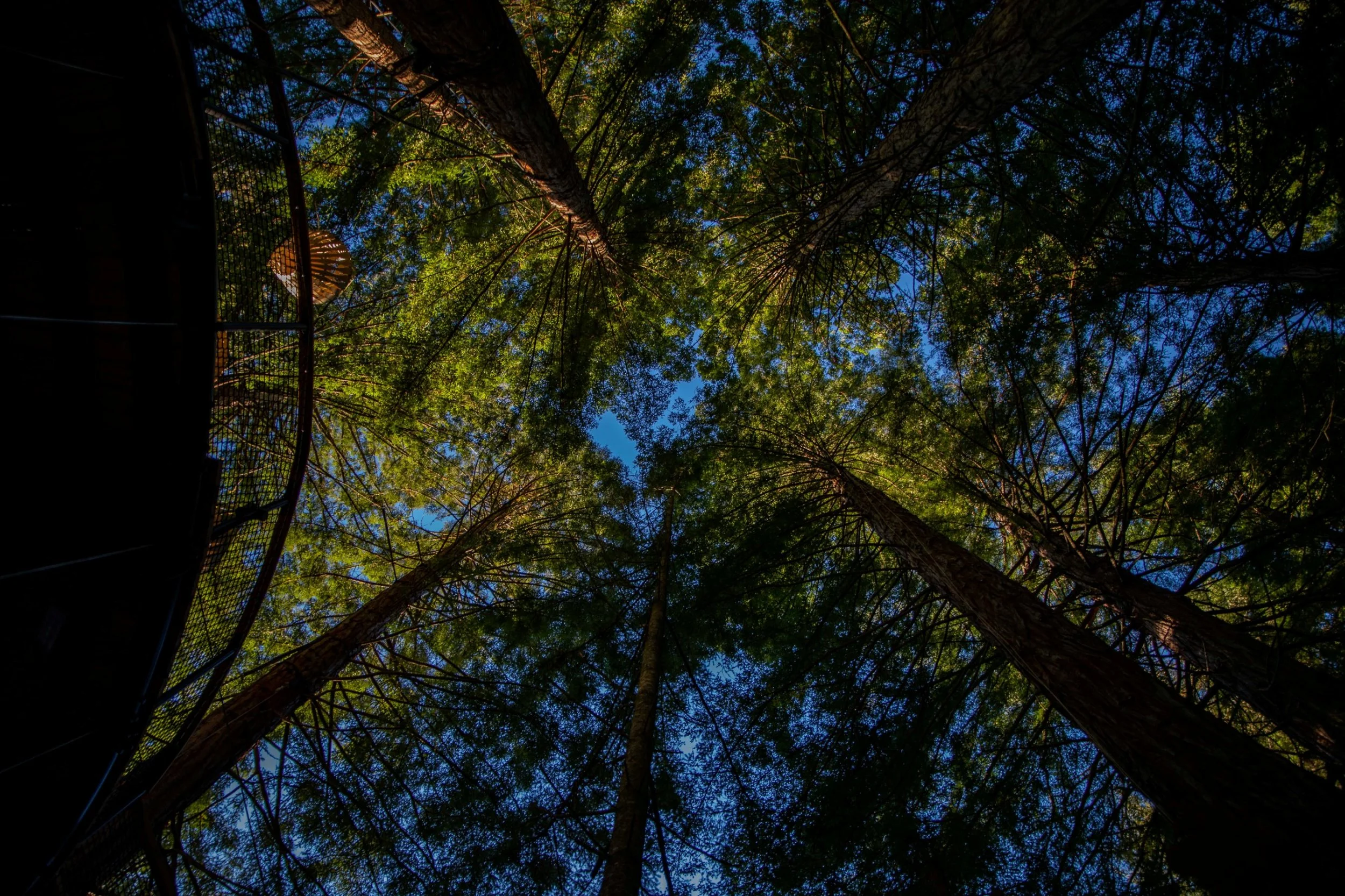 Rotorua,Redwoods Treewalk,-221.JPG