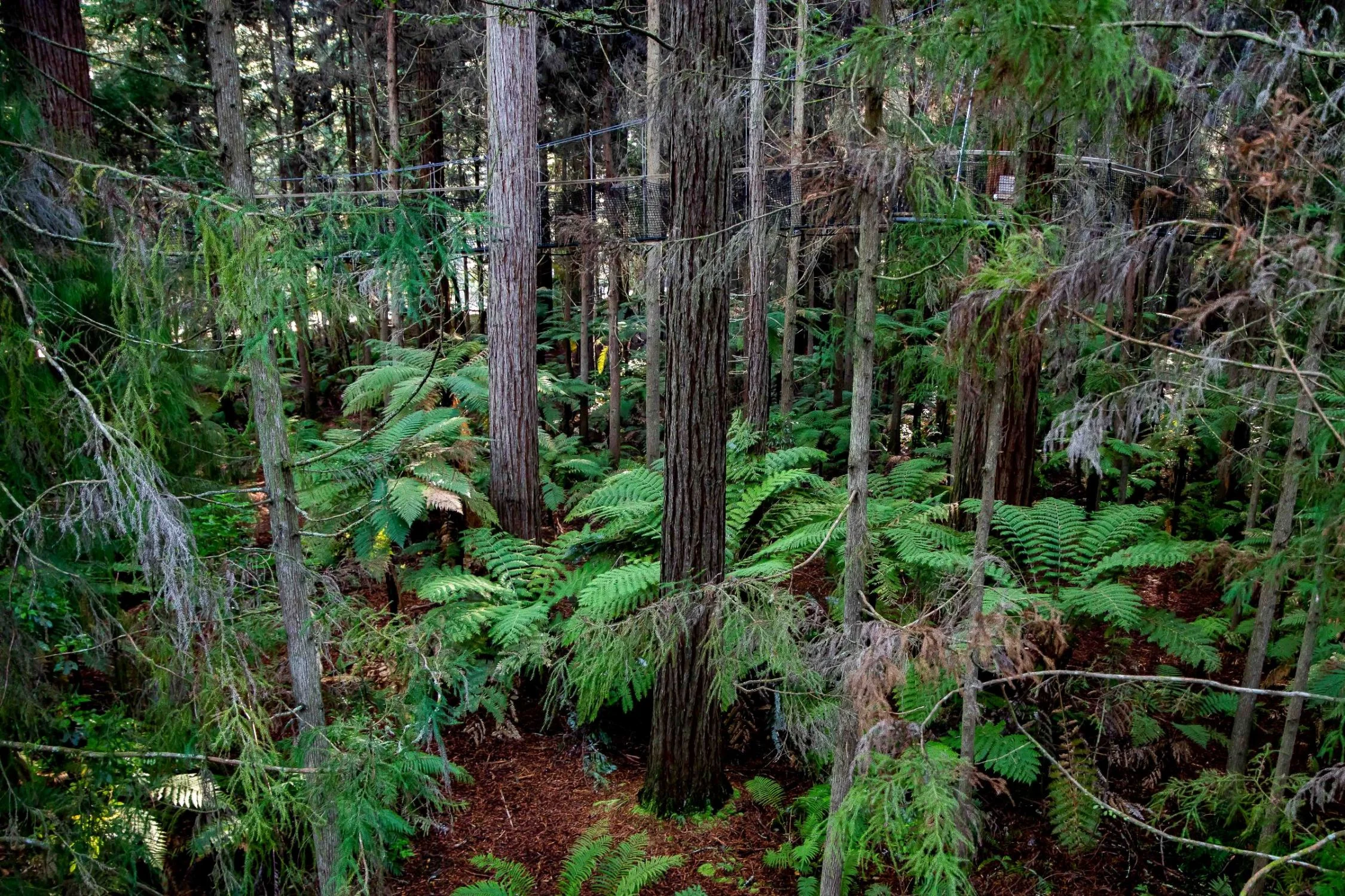 Rotorua,Redwoods Treewalk,-227.JPG