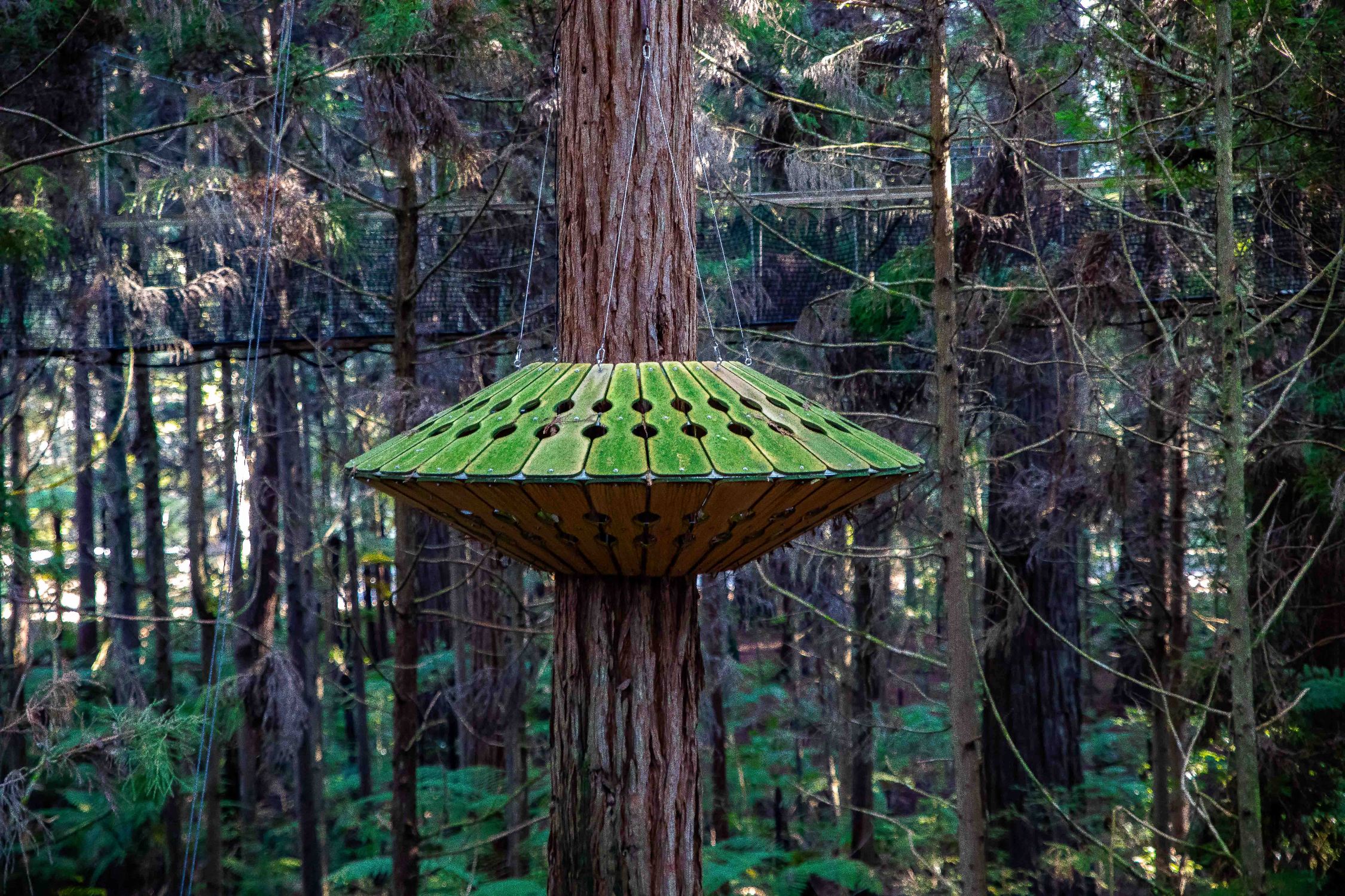 Rotorua,Redwoods Treewalk,-230.JPG