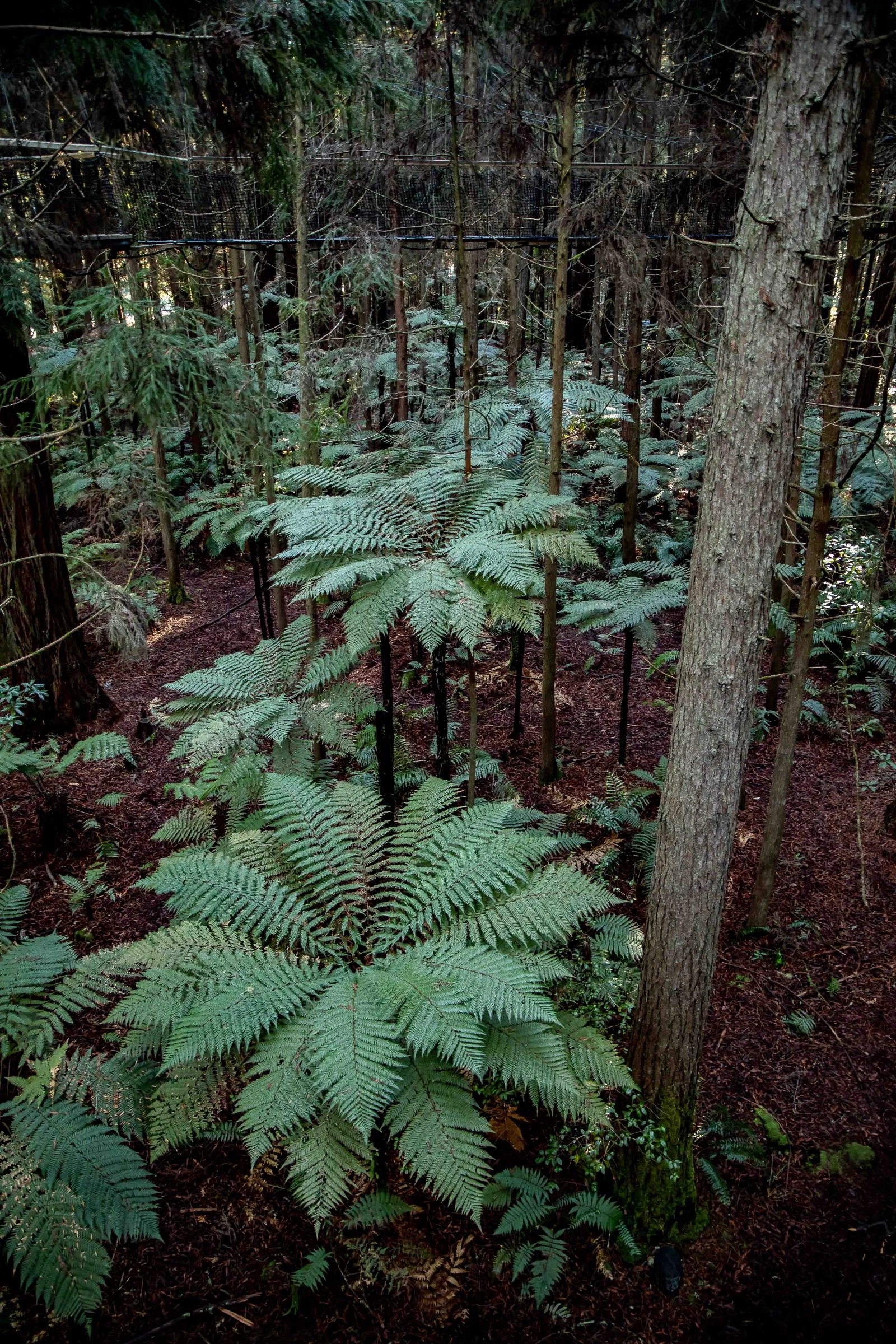 Rotorua,Redwoods Treewalk,-228.JPG