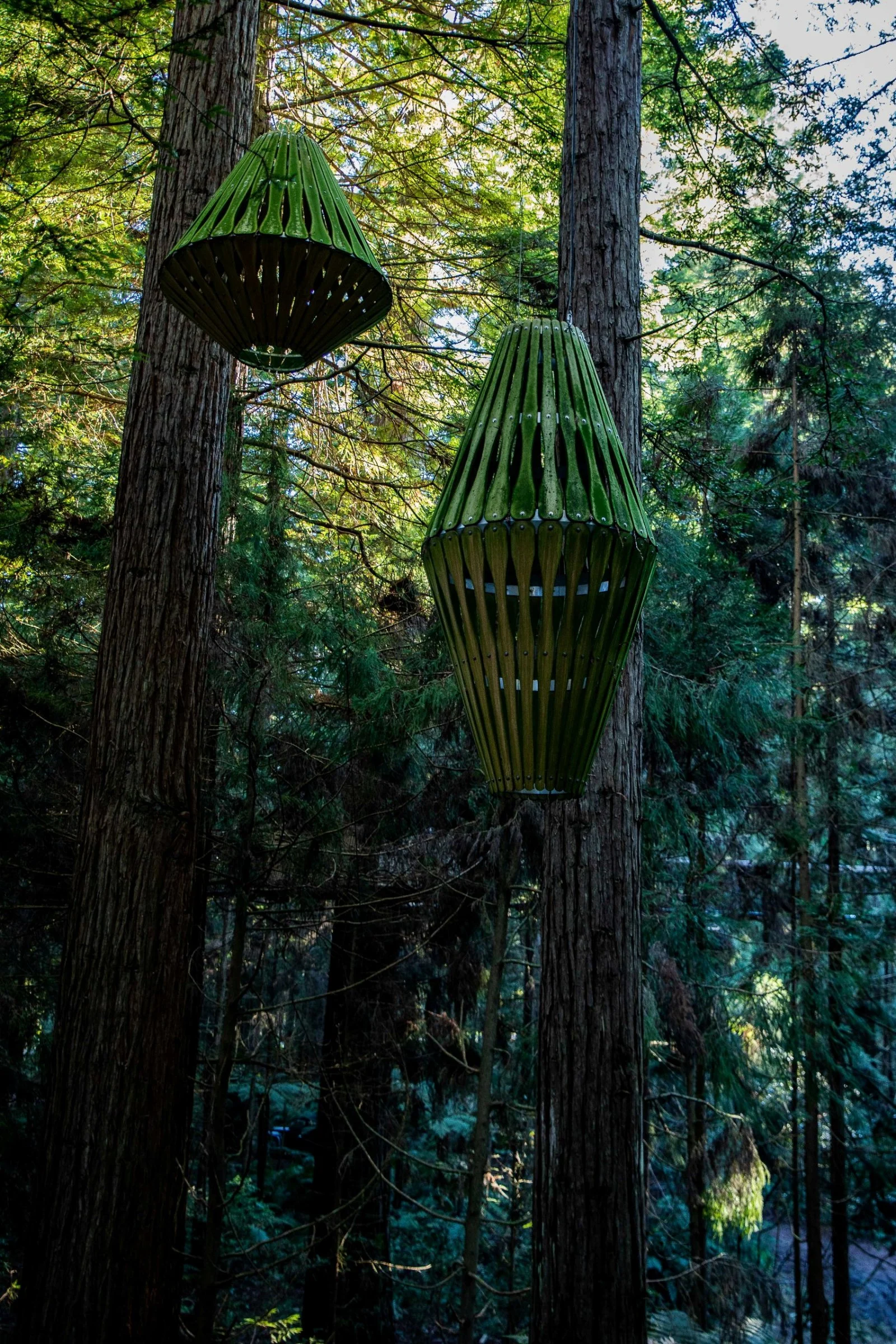 Rotorua,Redwoods Treewalk,-231.JPG