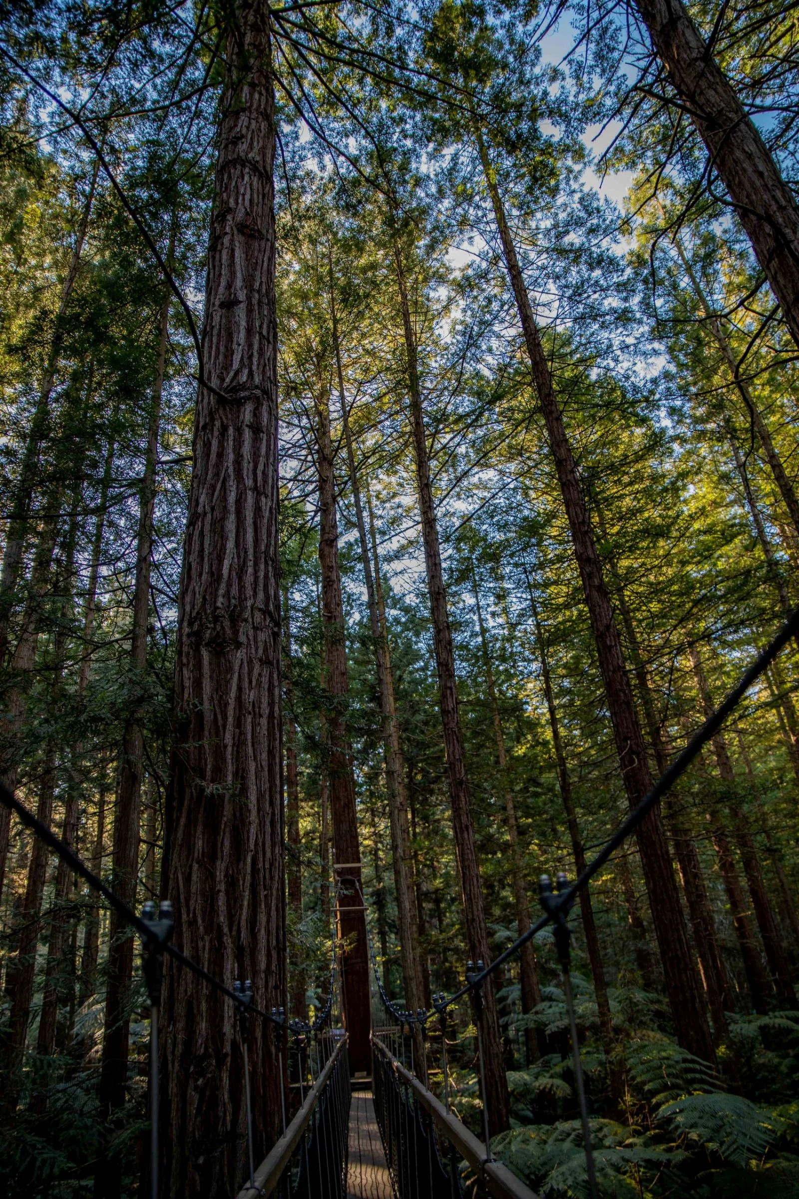 Rotorua,Redwoods Treewalk,-233.JPG