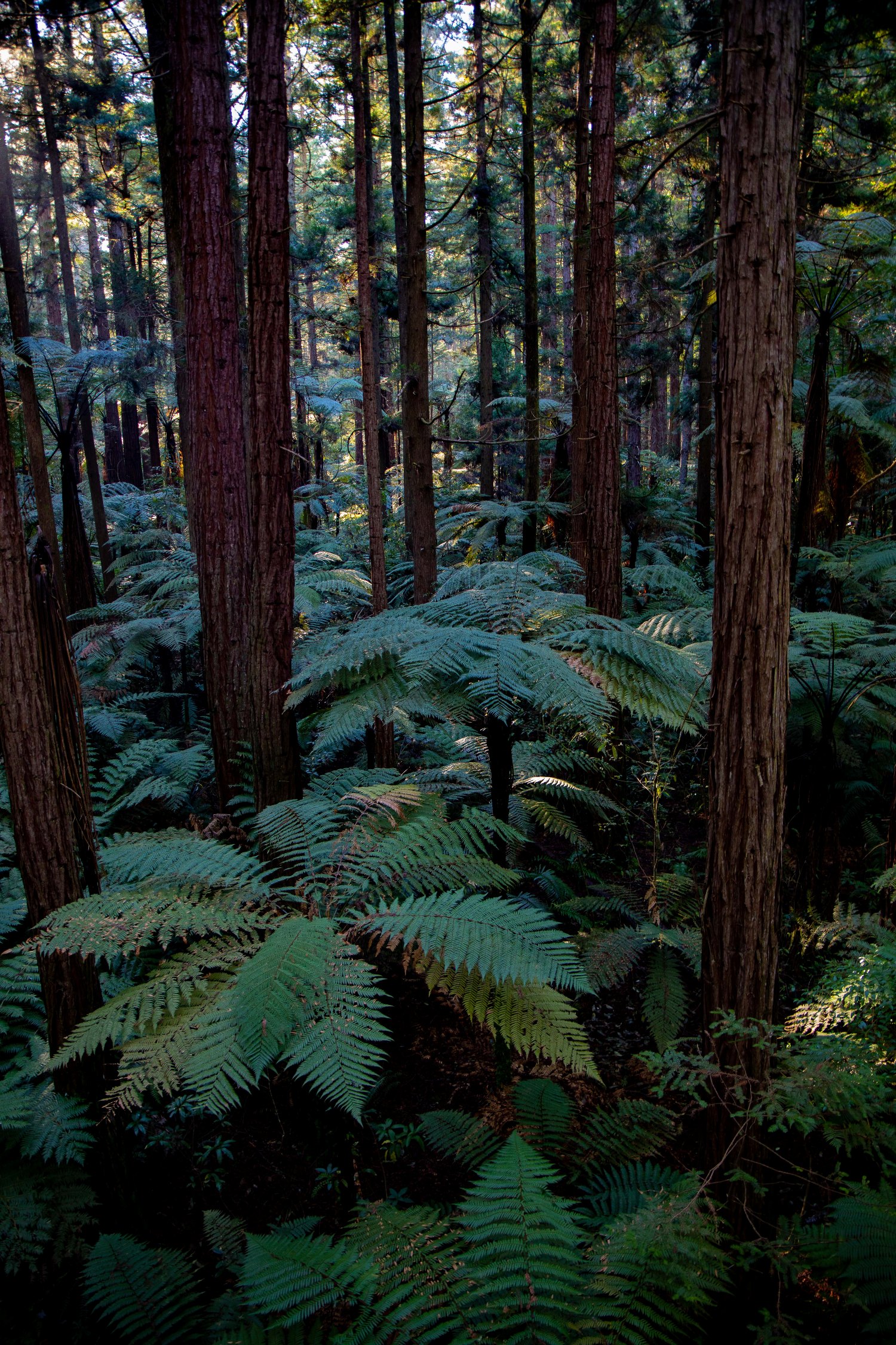Rotorua,Redwoods Treewalk,-238.JPG