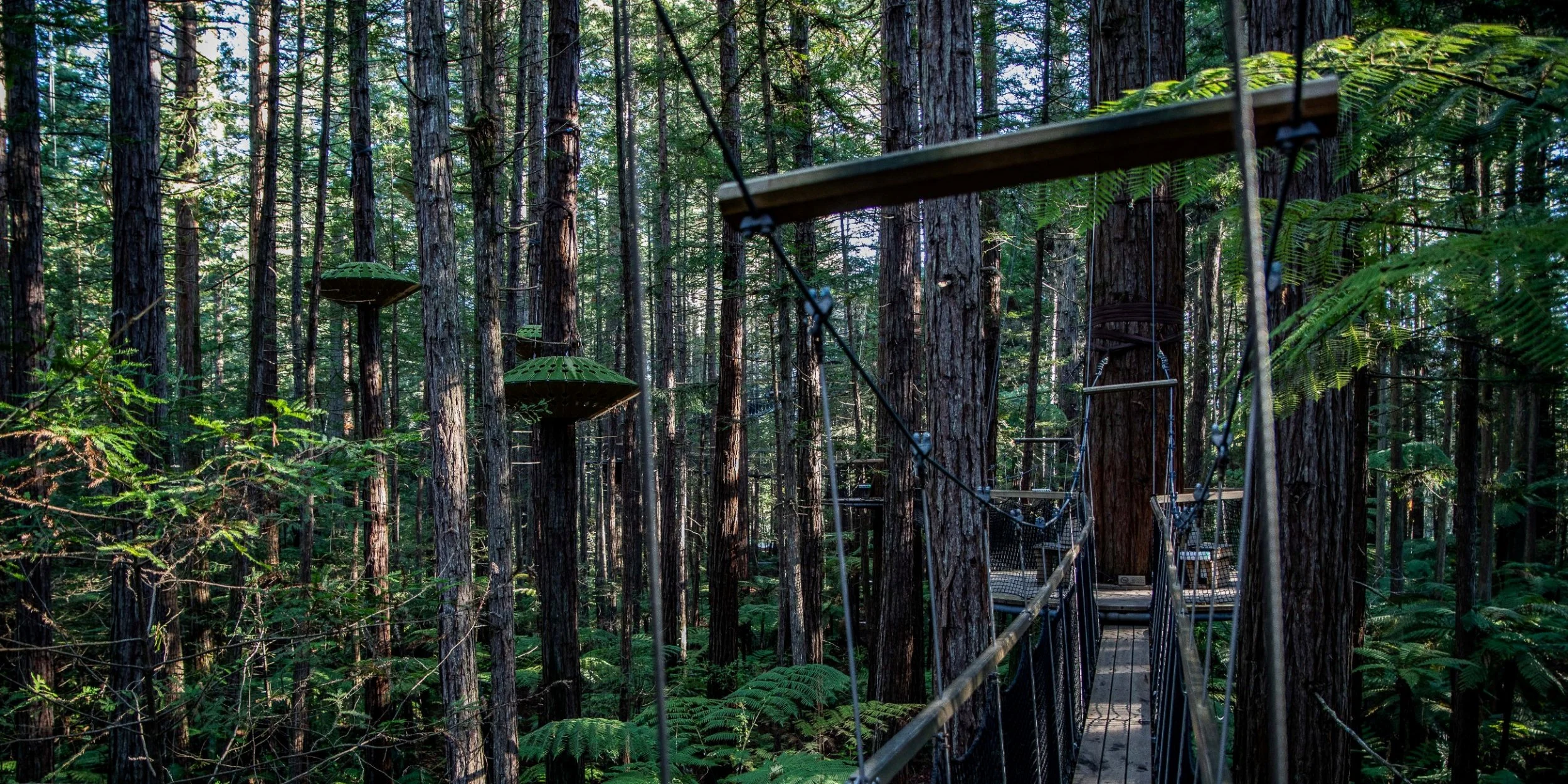 Rotorua,Redwoods Treewalk,-239.JPG