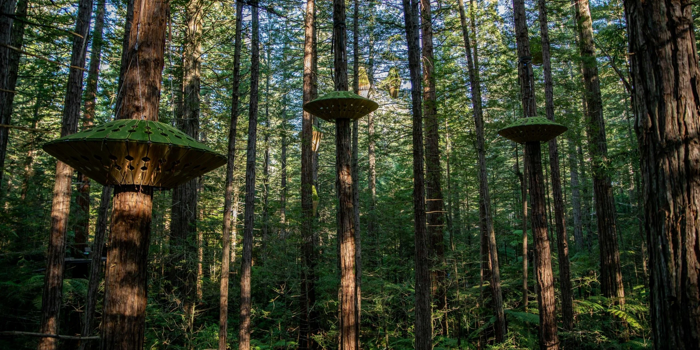 Rotorua,Redwoods Treewalk,-243.JPG