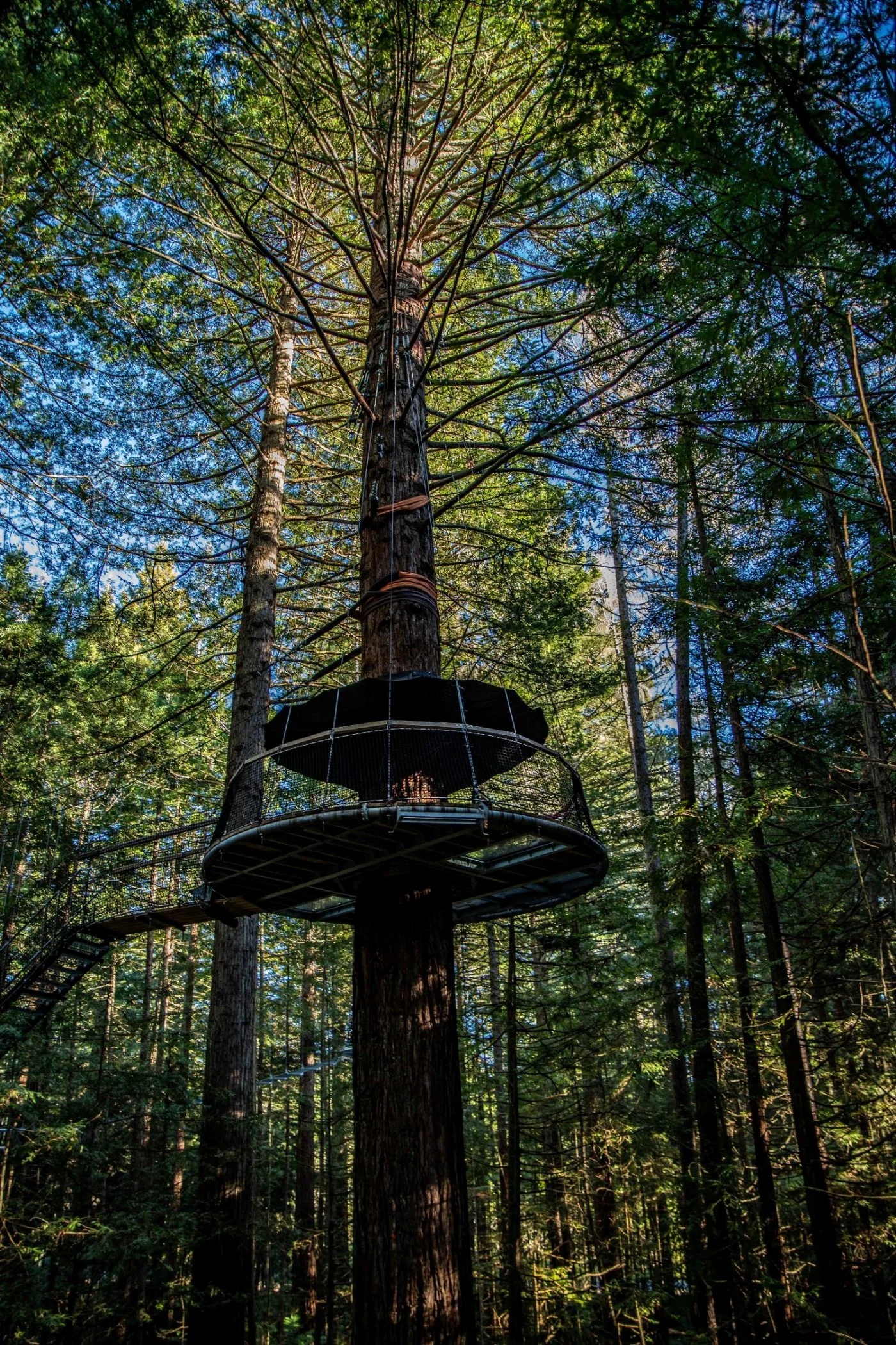 Rotorua,Redwoods Treewalk,-247.JPG
