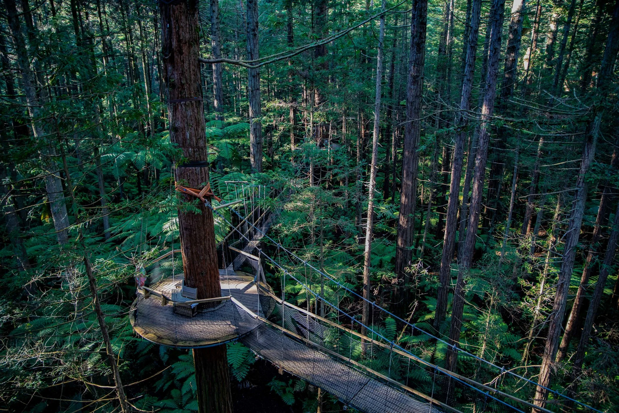 Rotorua,Redwoods Treewalk,-251.JPG