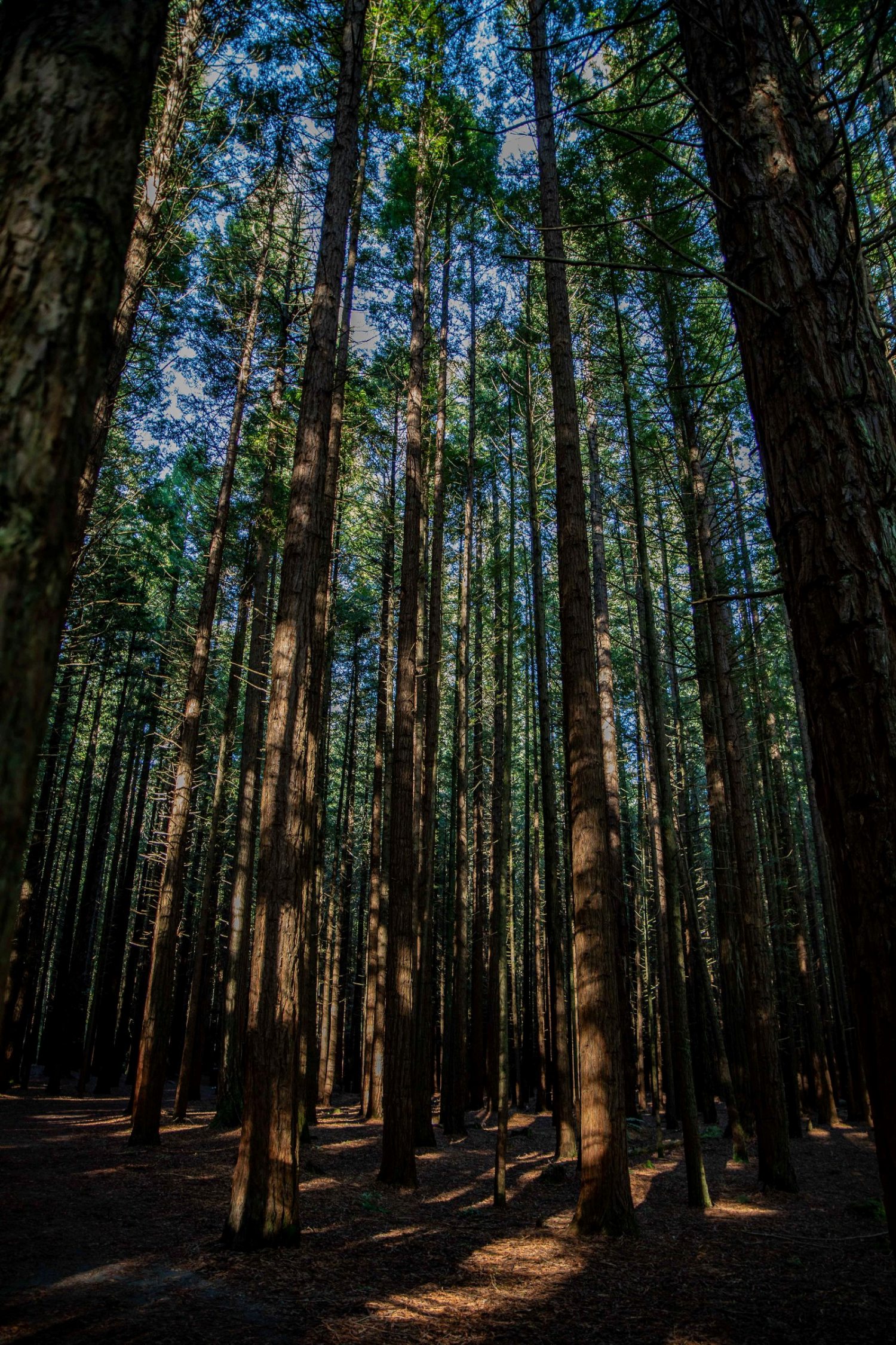 Rotorua,Redwoods Walk,-257.JPG