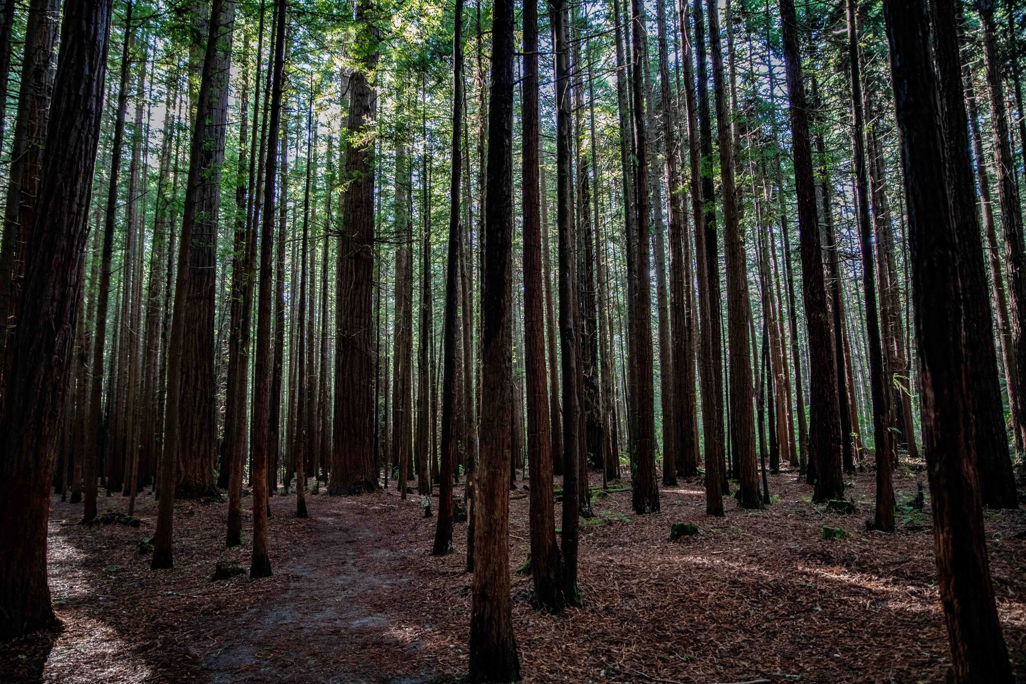 Rotorua,Redwoods Walk,-261.JPG