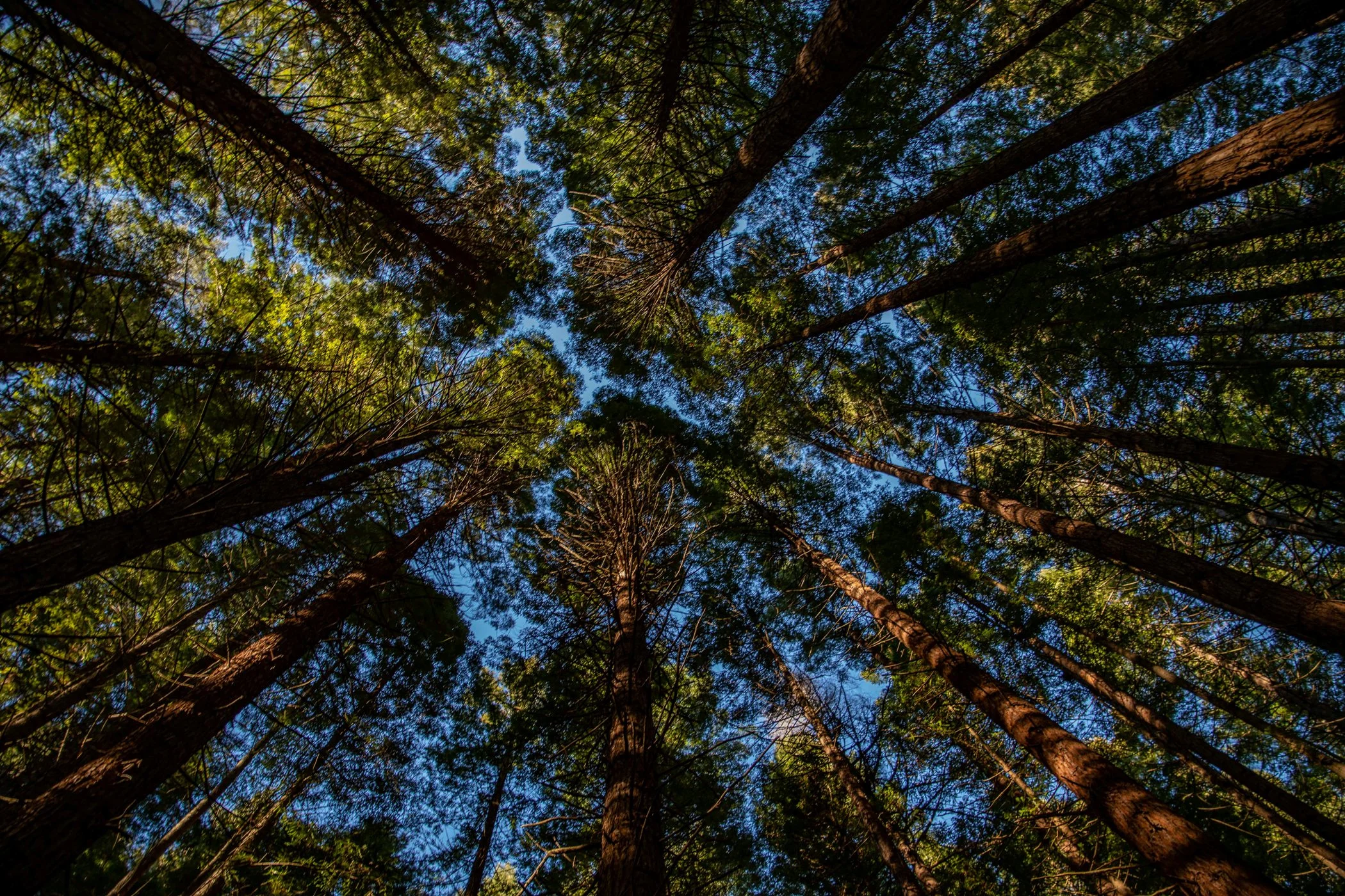 Rotorua,Redwoods Walk,-258.JPG
