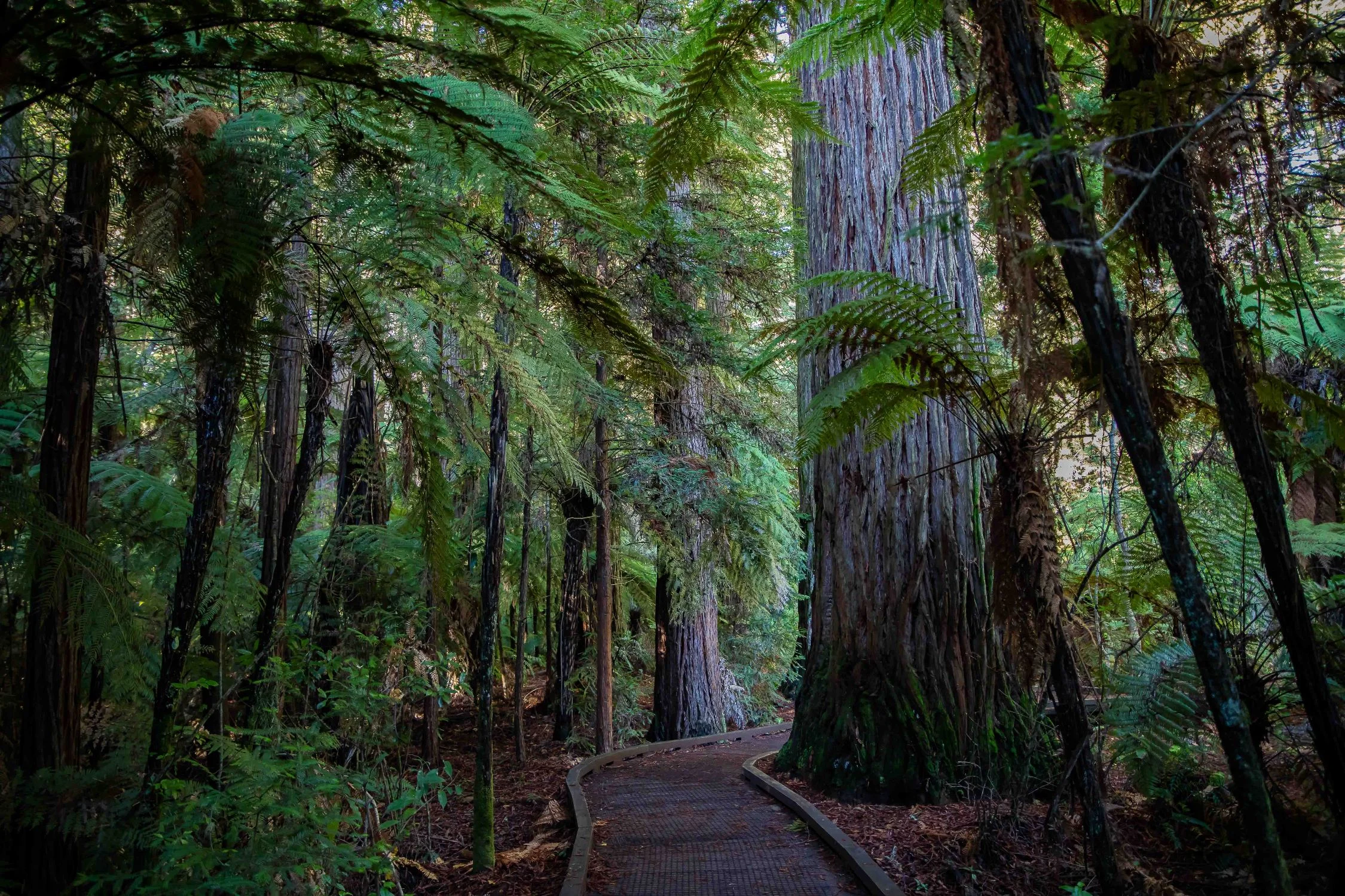 Rotorua,Redwoods Walk,-266.JPG