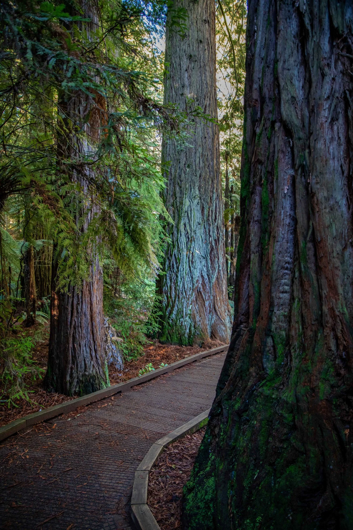 Rotorua,Redwoods Walk,-267.JPG