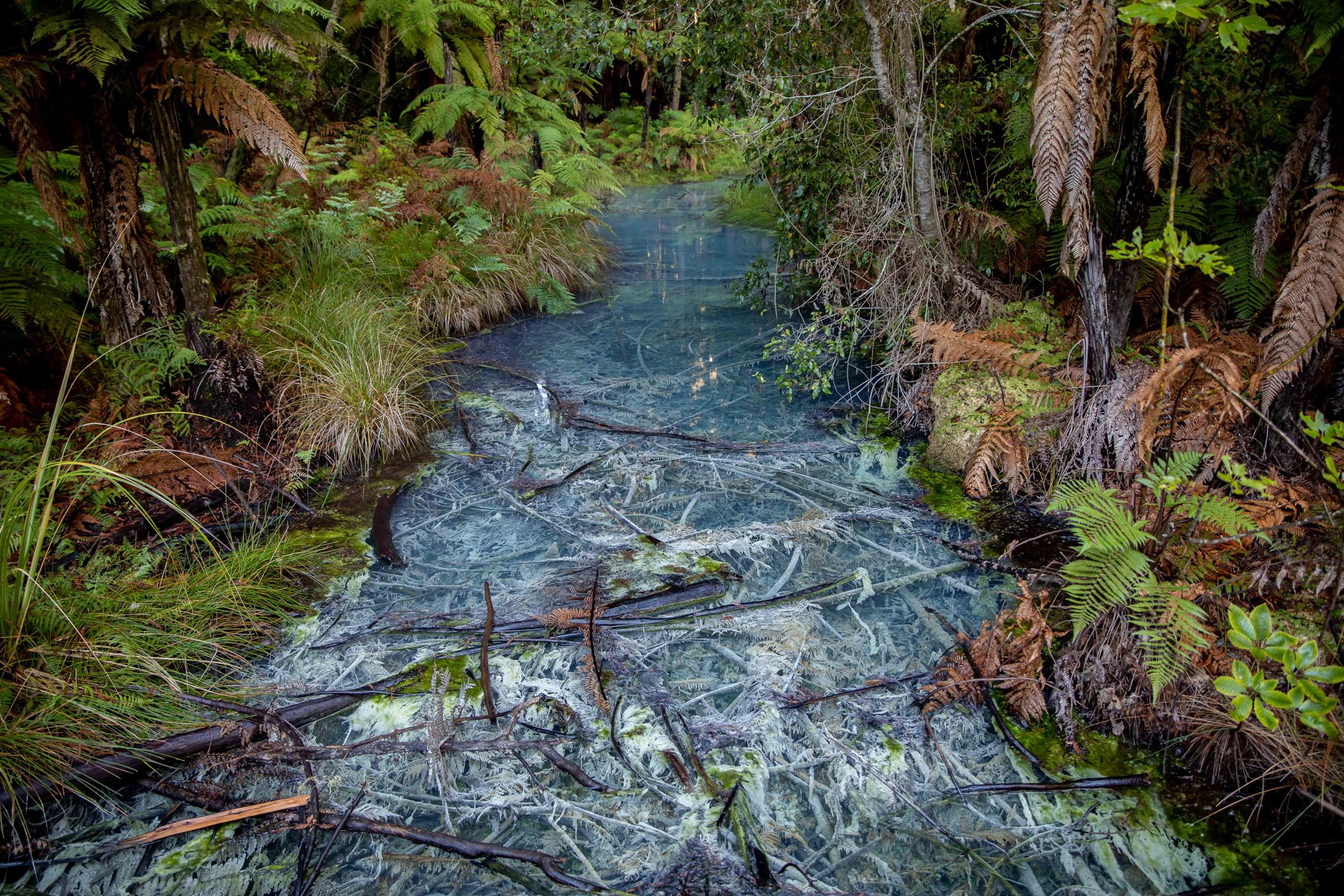 Rotorua,Redwoods Walk,-269.JPG
