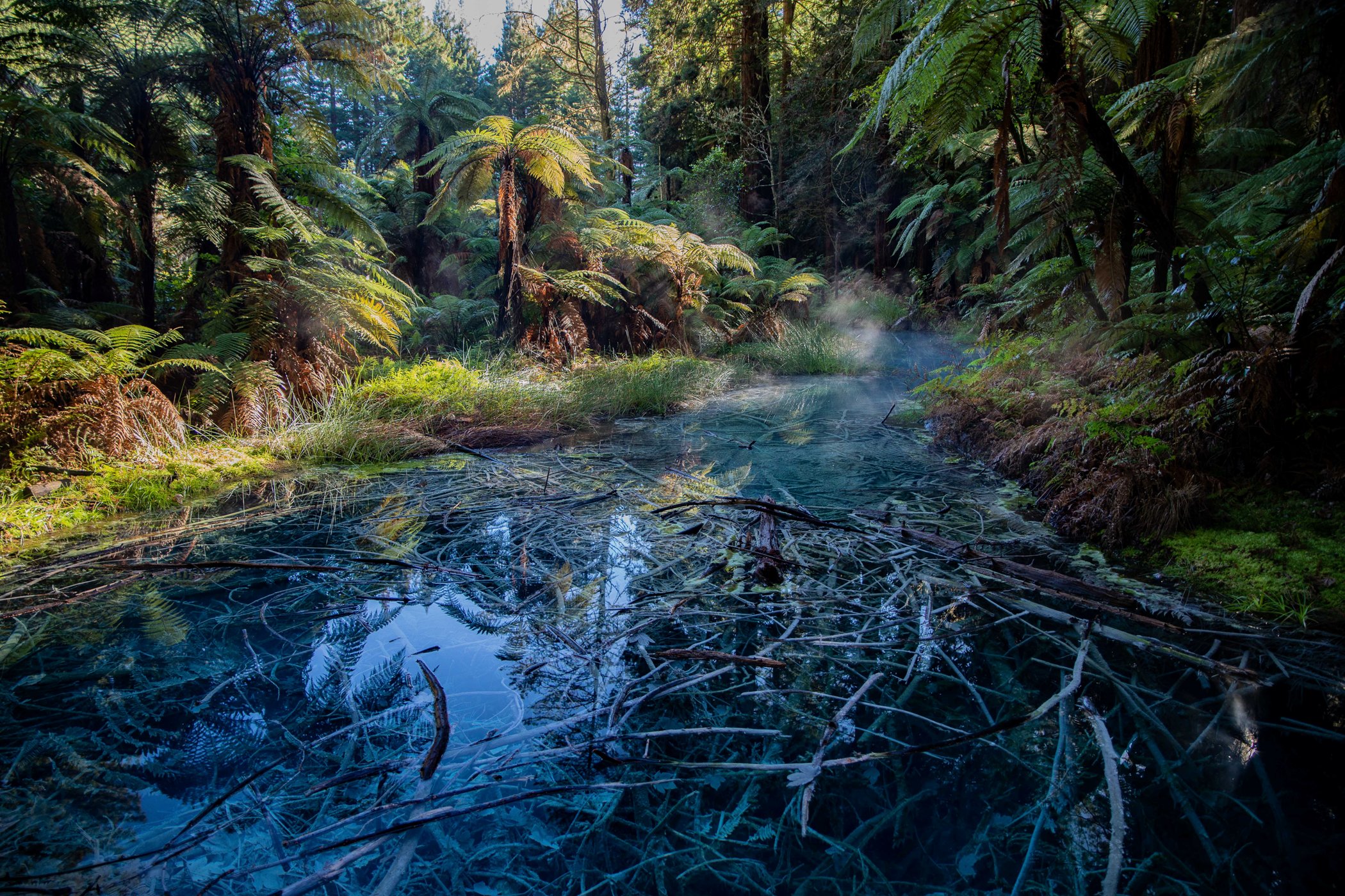 Rotorua,Redwoods Walk,-279.JPG