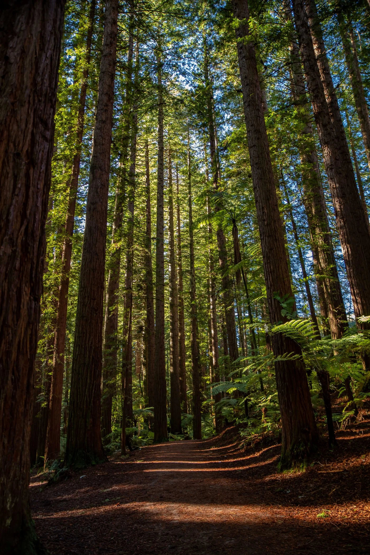 Rotorua,Redwoods Walk,-282.JPG