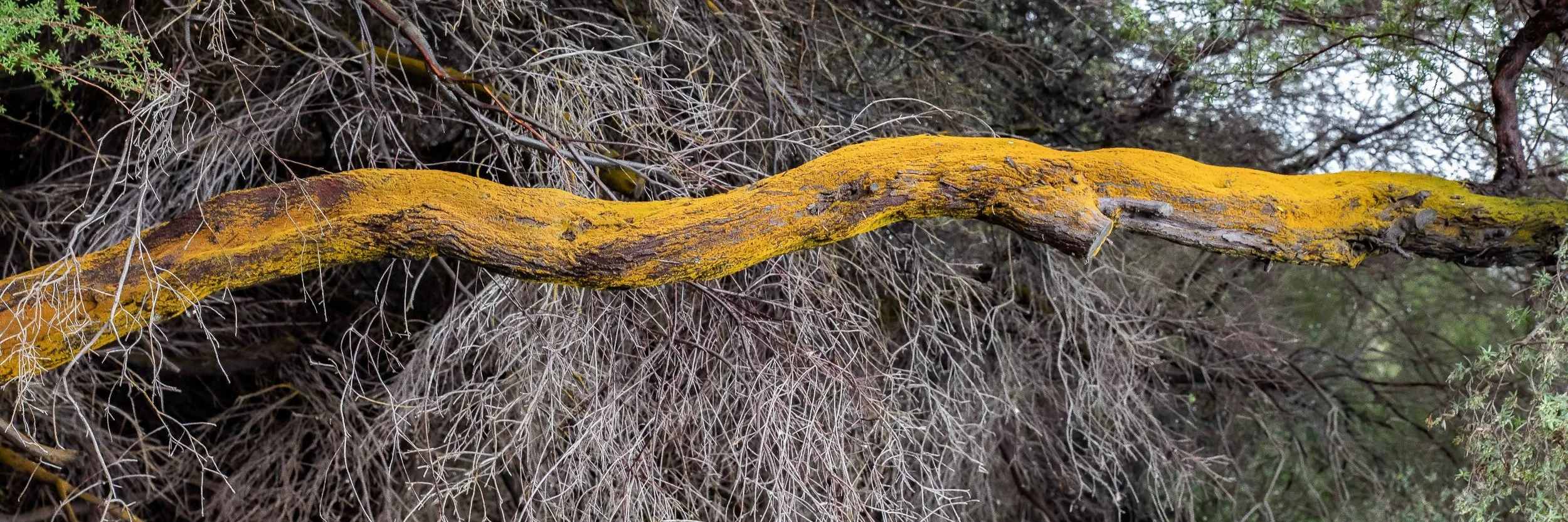 Rotorua,Sulphur Point,-061.JPG