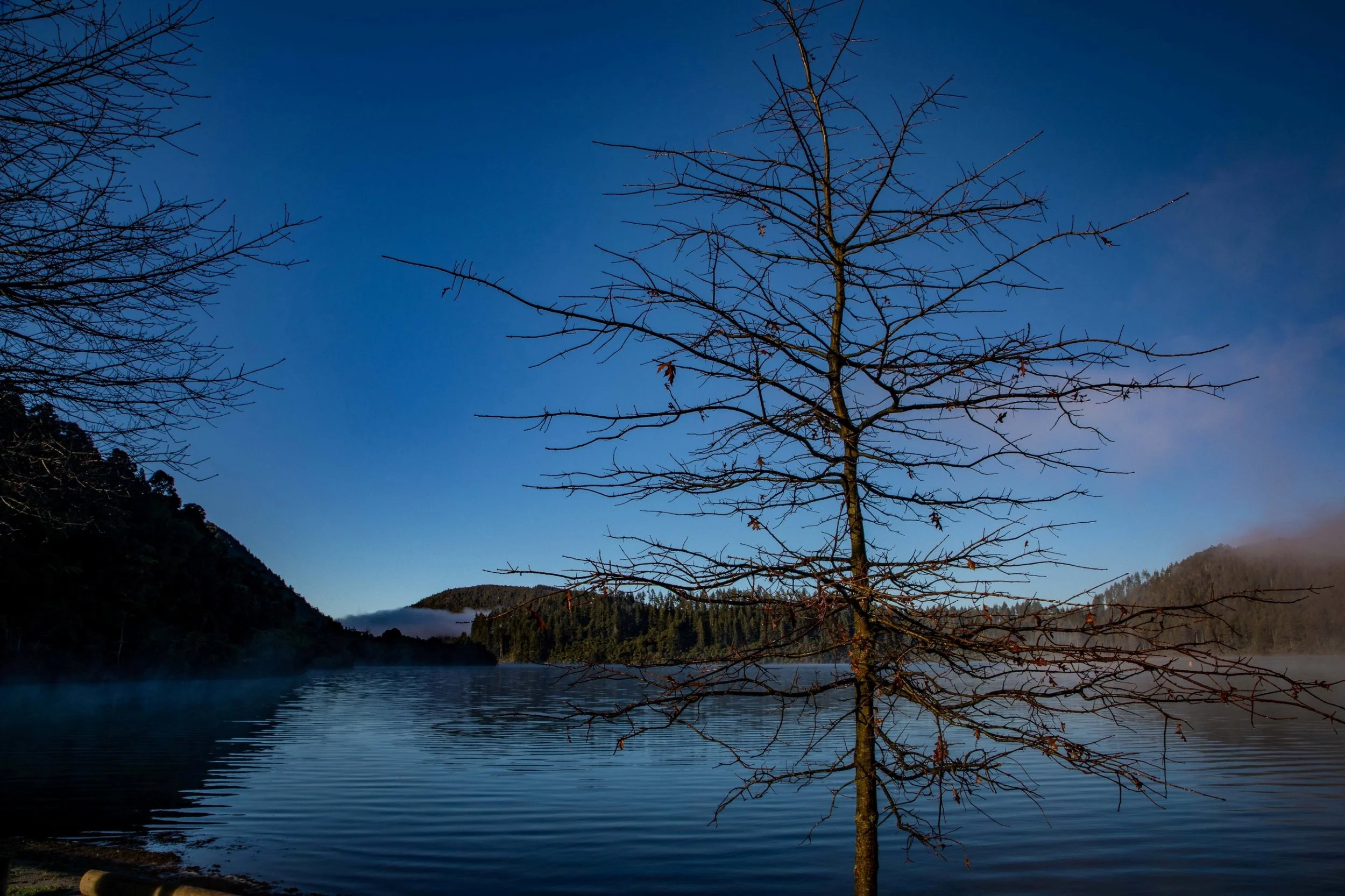 Rotorua,Tikitapu,Blue Lake,-239.JPG