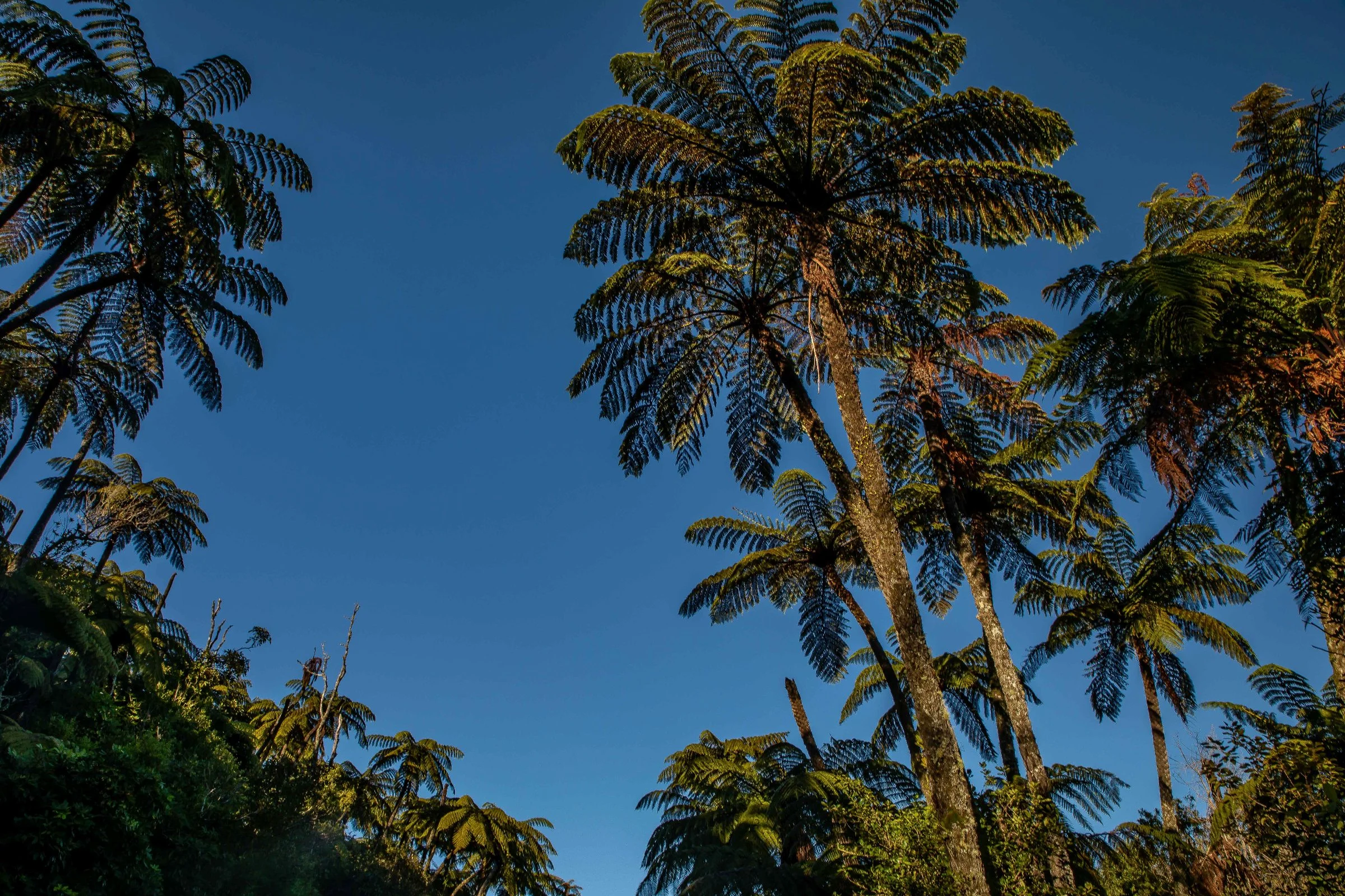 Rotorua,Tikitapu,Blue Lake,-246.JPG