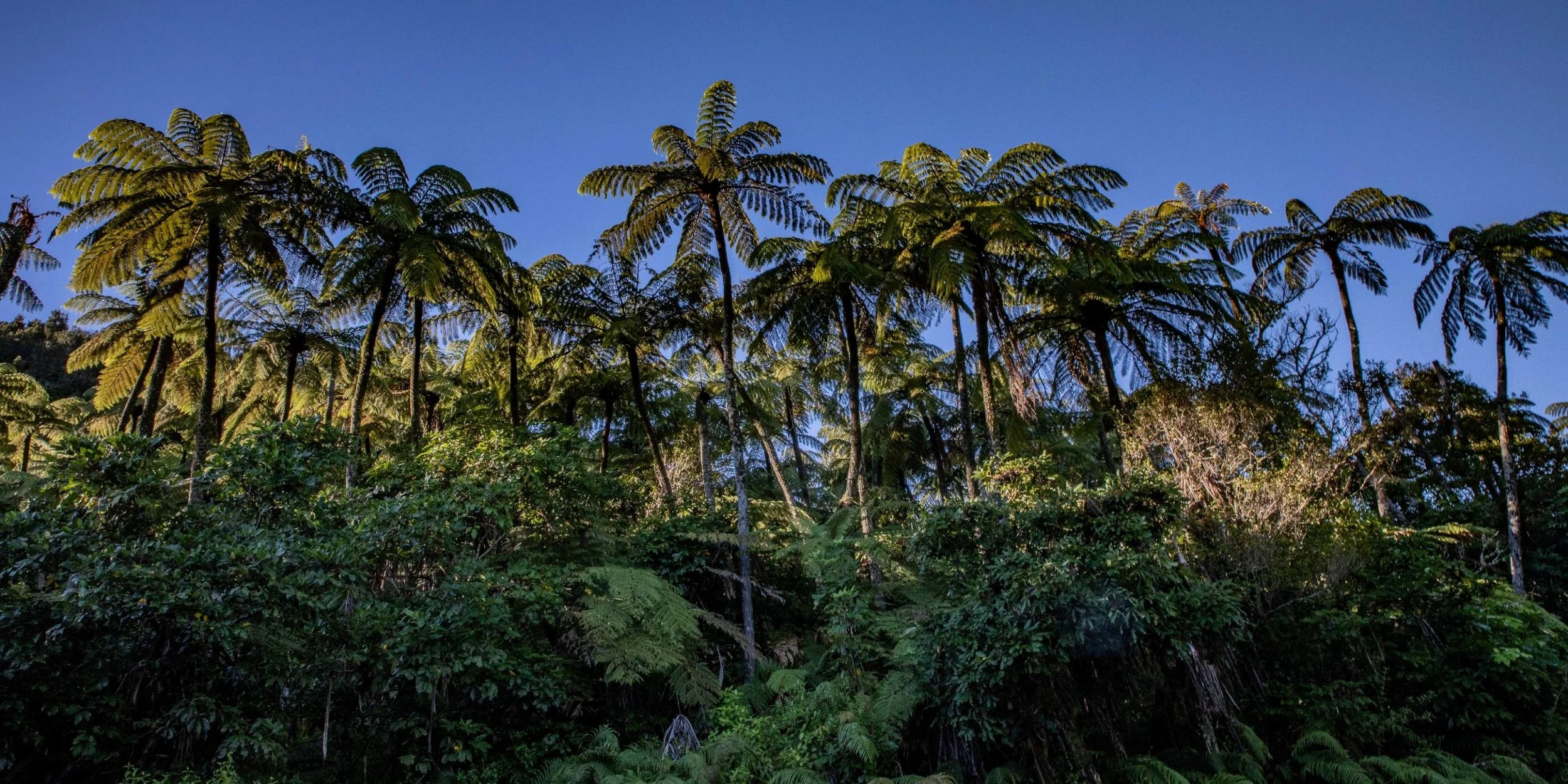 Rotorua,Tikitapu,Blue Lake,-248.JPG