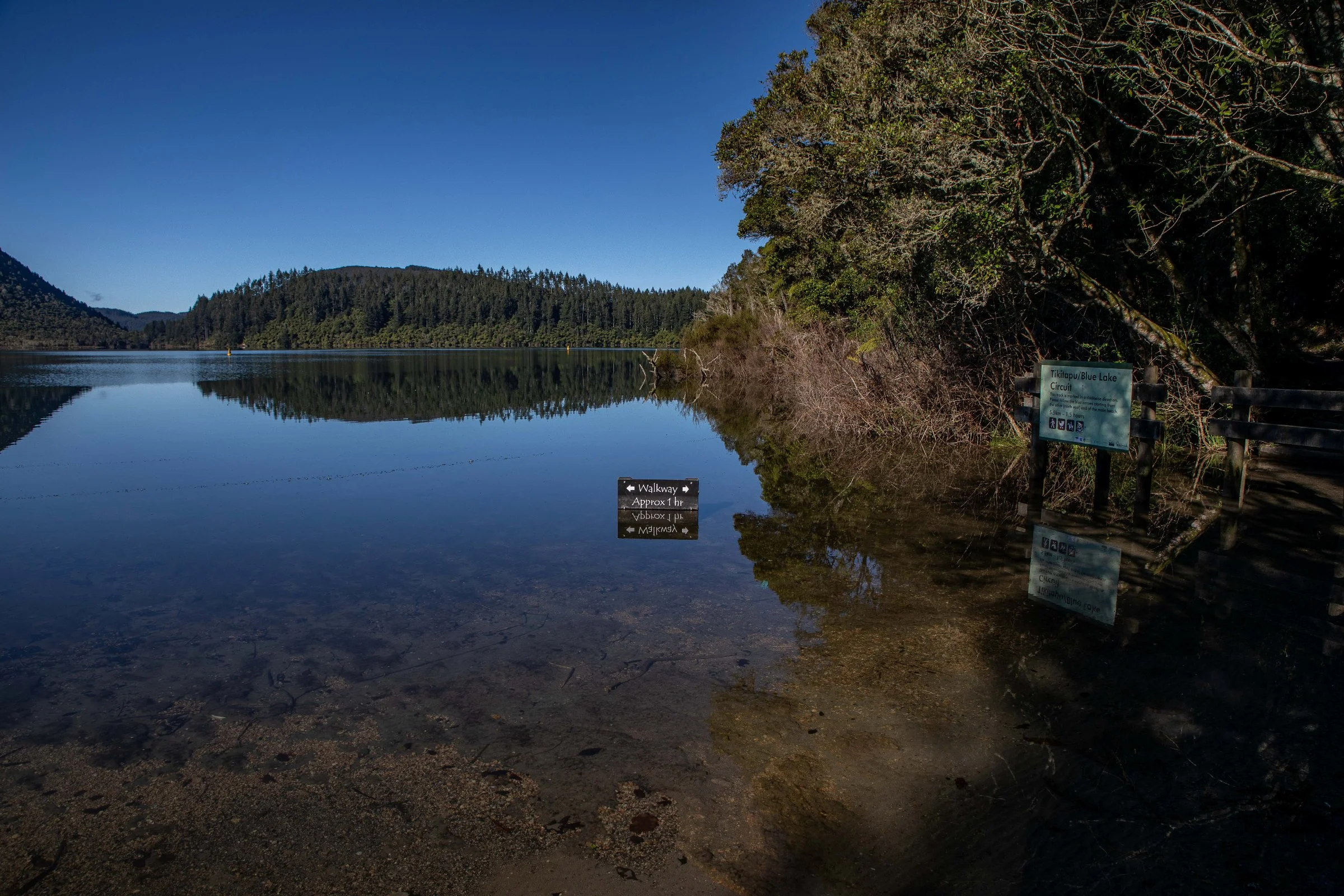 Rotorua,Tikitapu,Blue Lake,-275.JPG