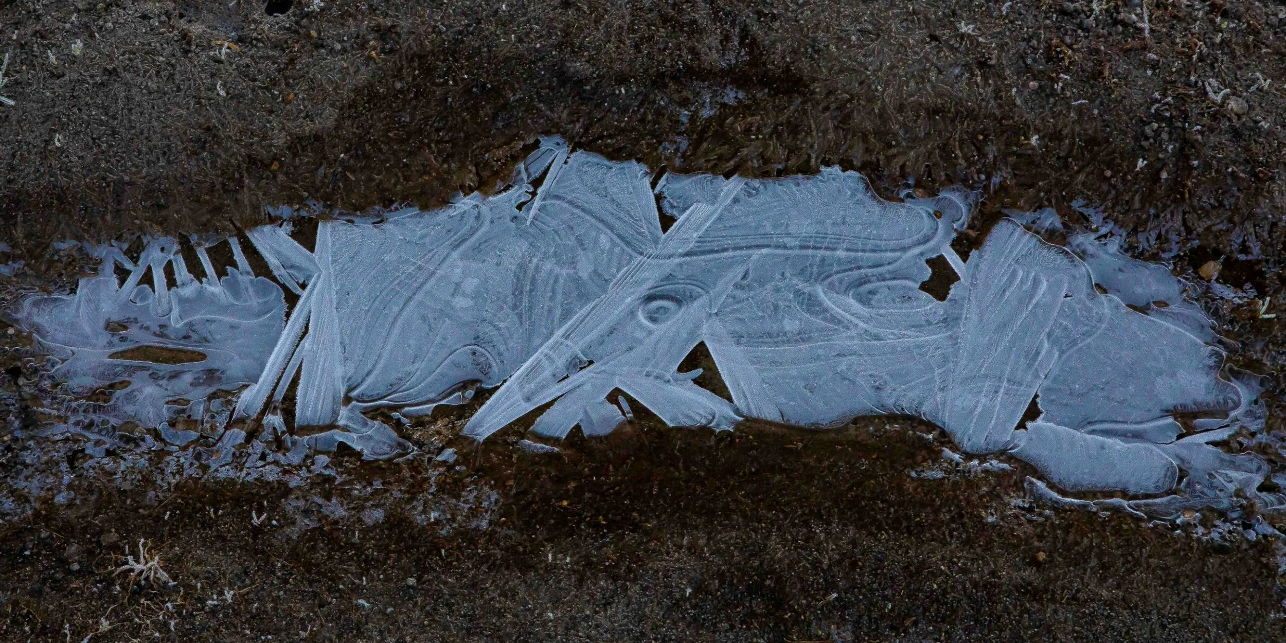 Rotorua,Tikitapu,The Blue Lake,-143.JPG