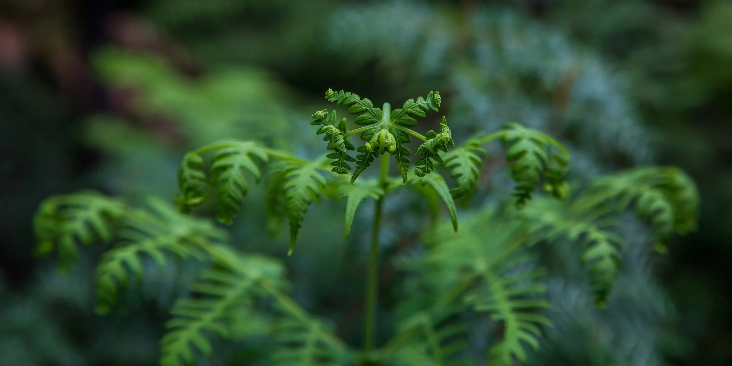 Waiotapu,-781.JPG