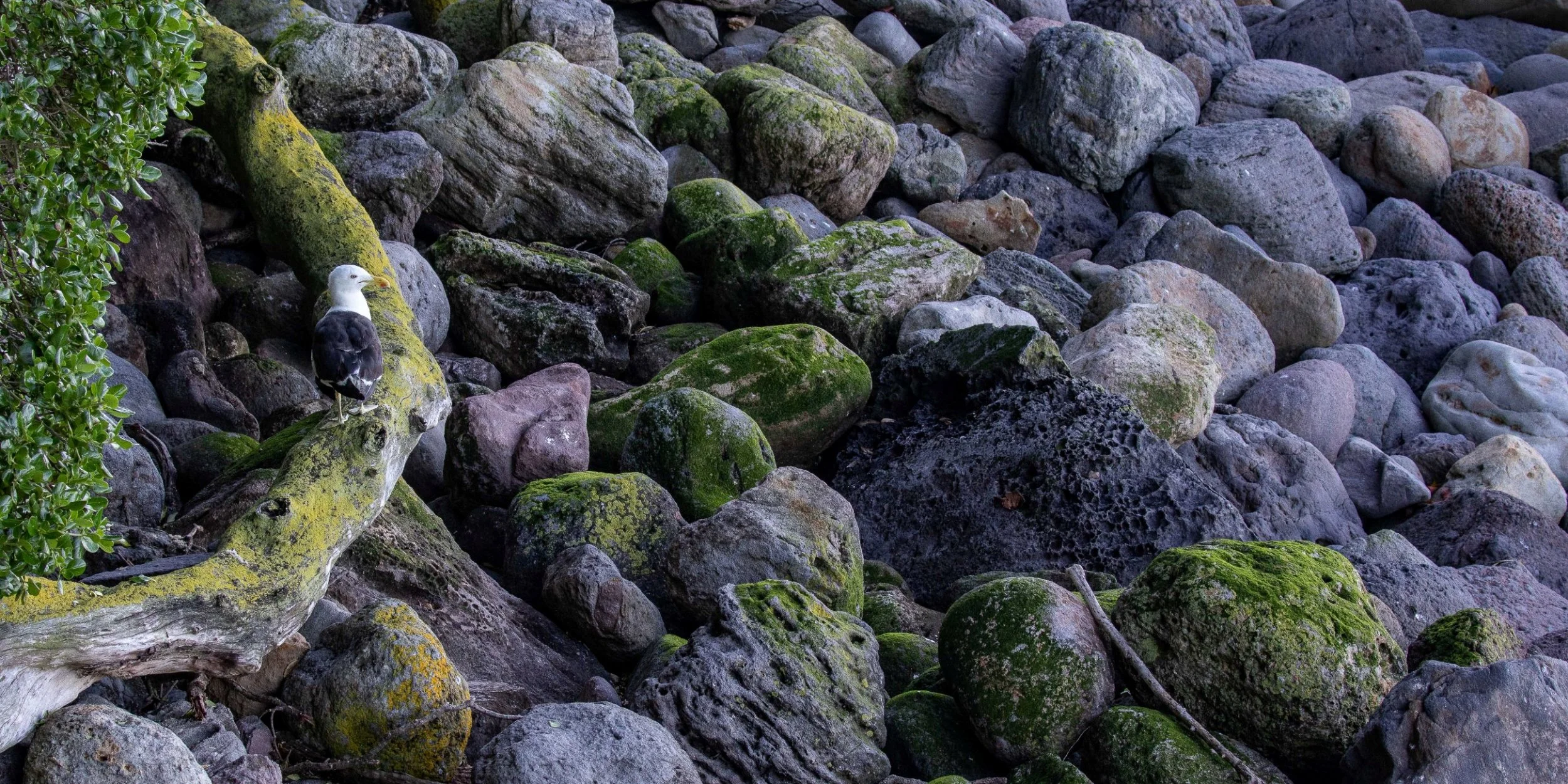 Mt Maunganui,-236.JPG