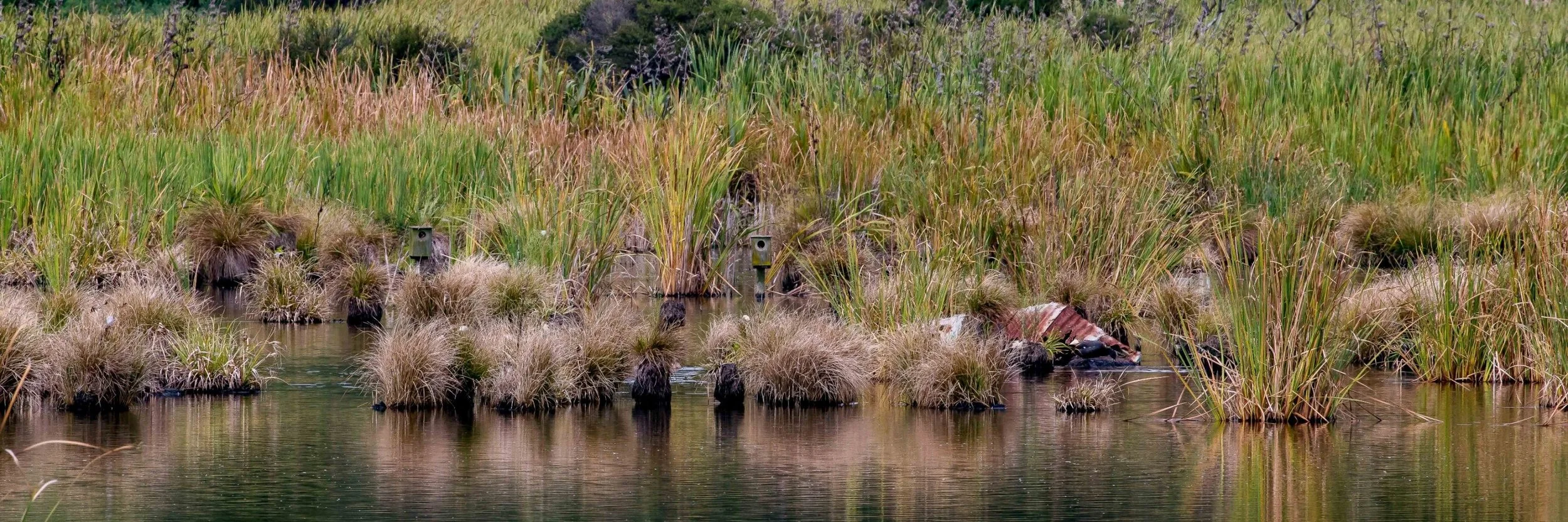 Waiwera Pond,-1106.JPG
