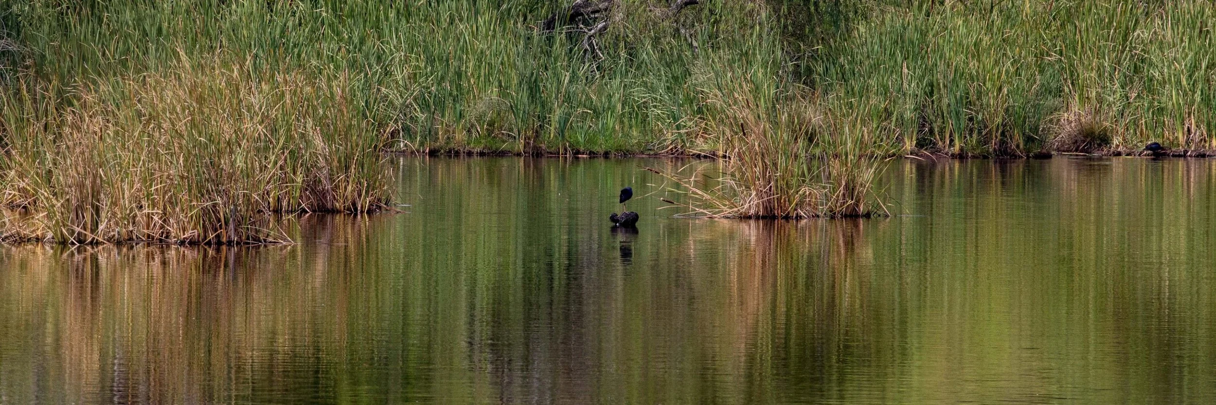 Waiwera Pond,-1113.JPG