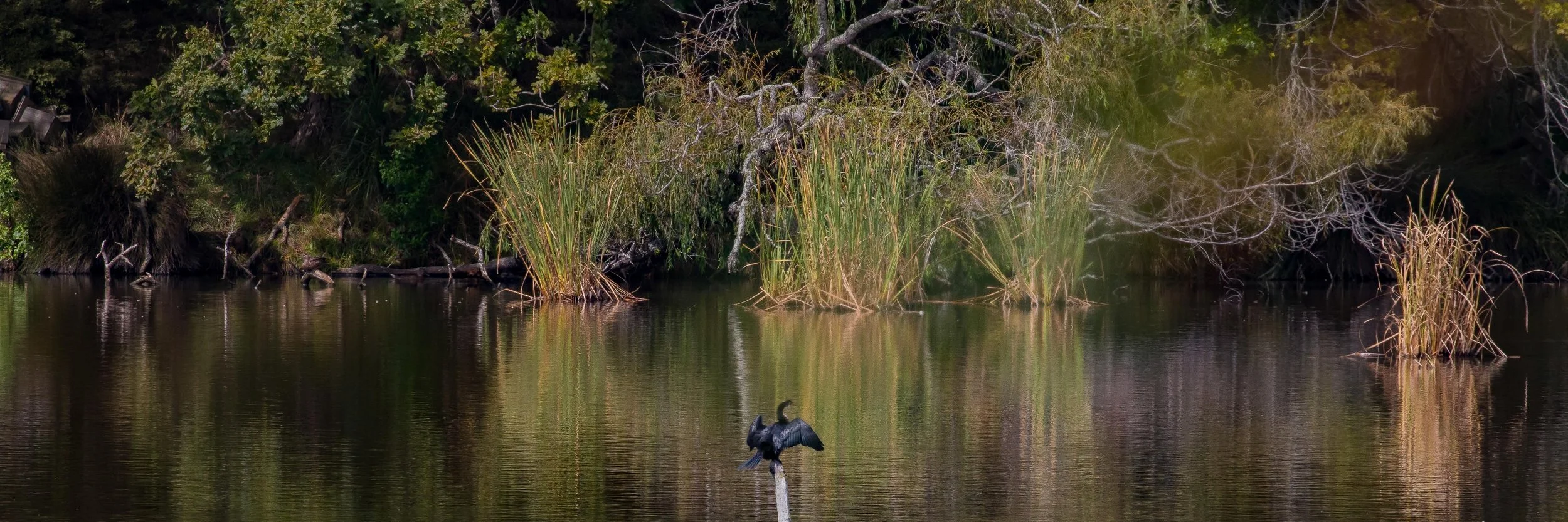 Waiwera Pond,-1115.JPG