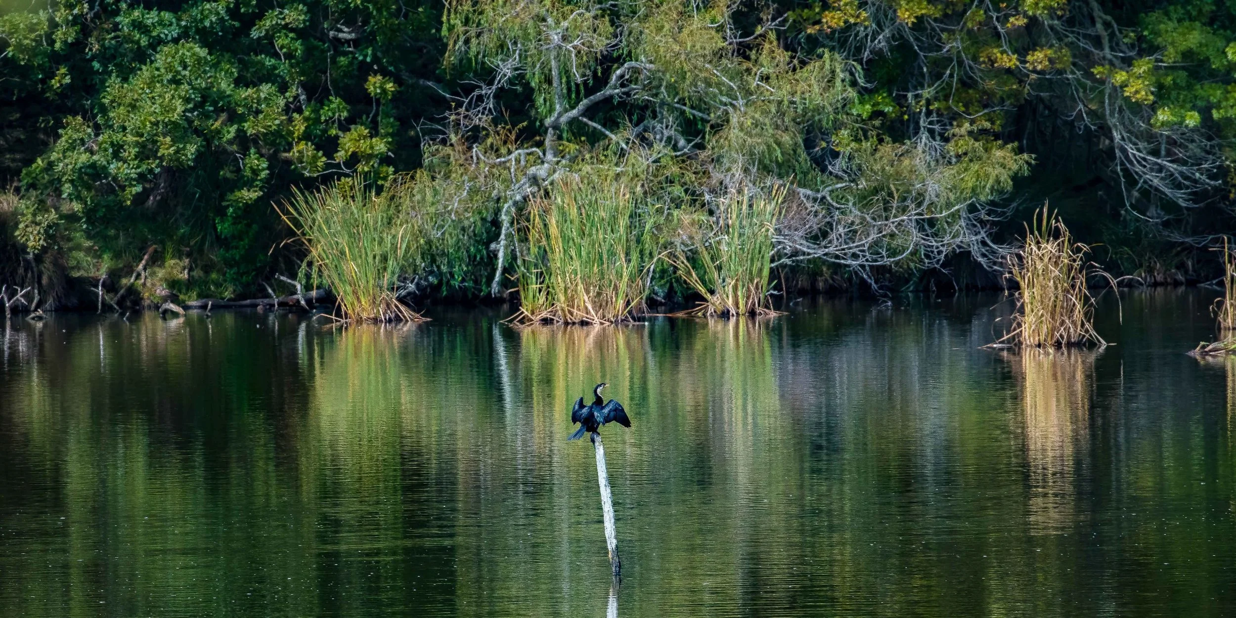 Waiwera Pond,-1117.JPG