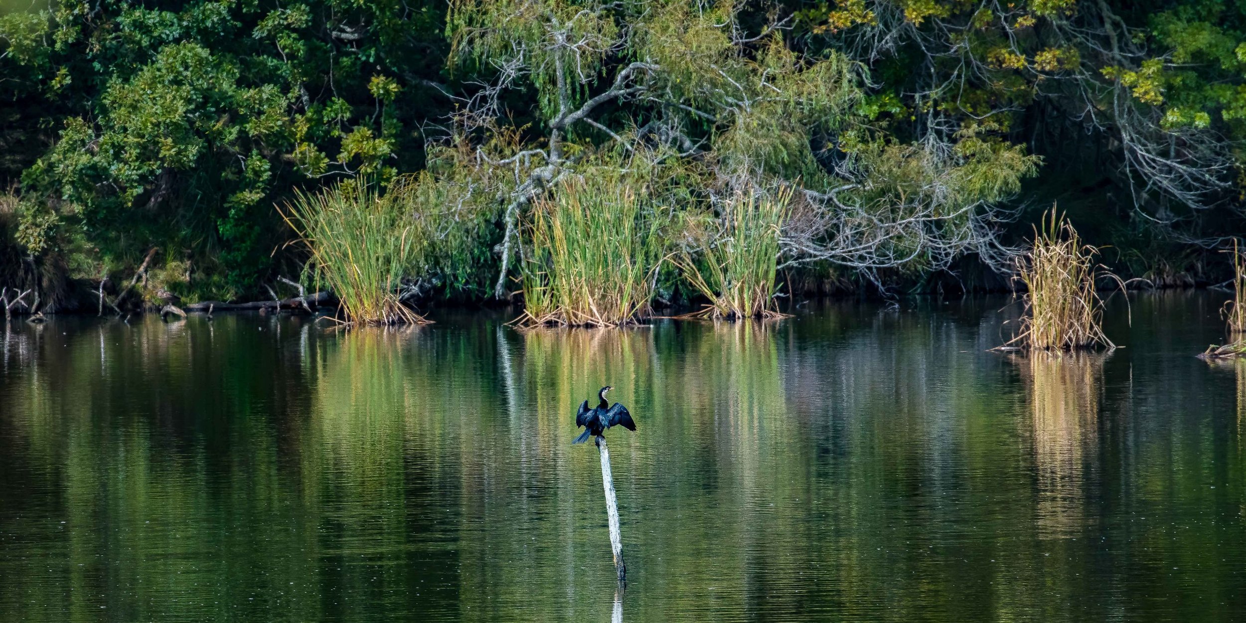 Waiwera Pond,-1117.JPG