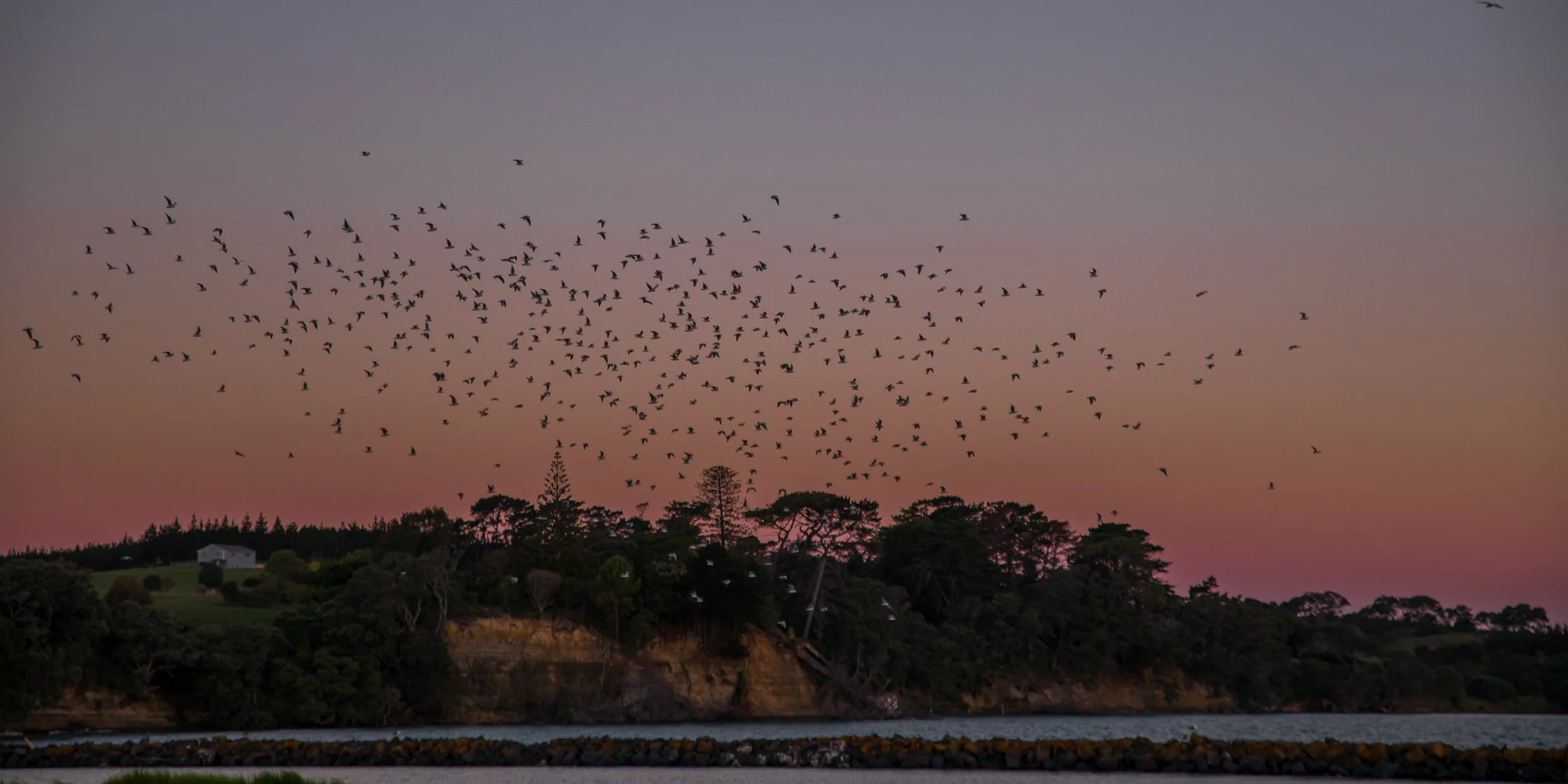 Gulf Harbour,-263.JPG