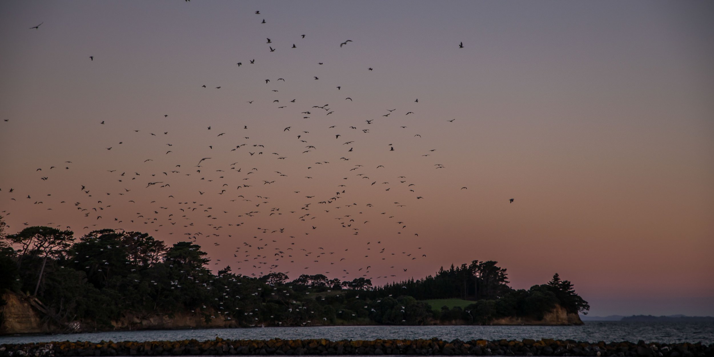 Gulf Harbour,-265.JPG