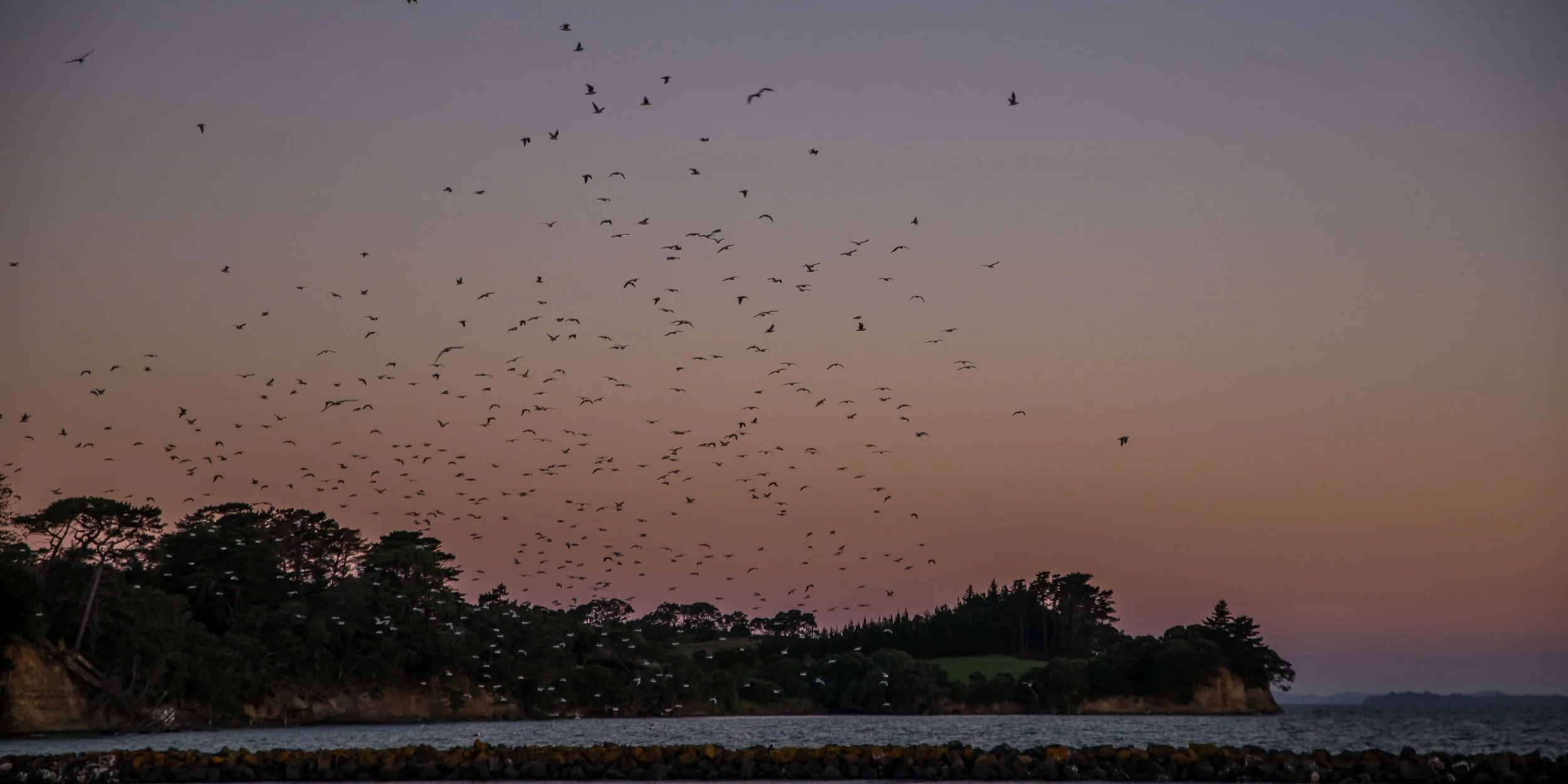 Gulf Harbour,-265.JPG