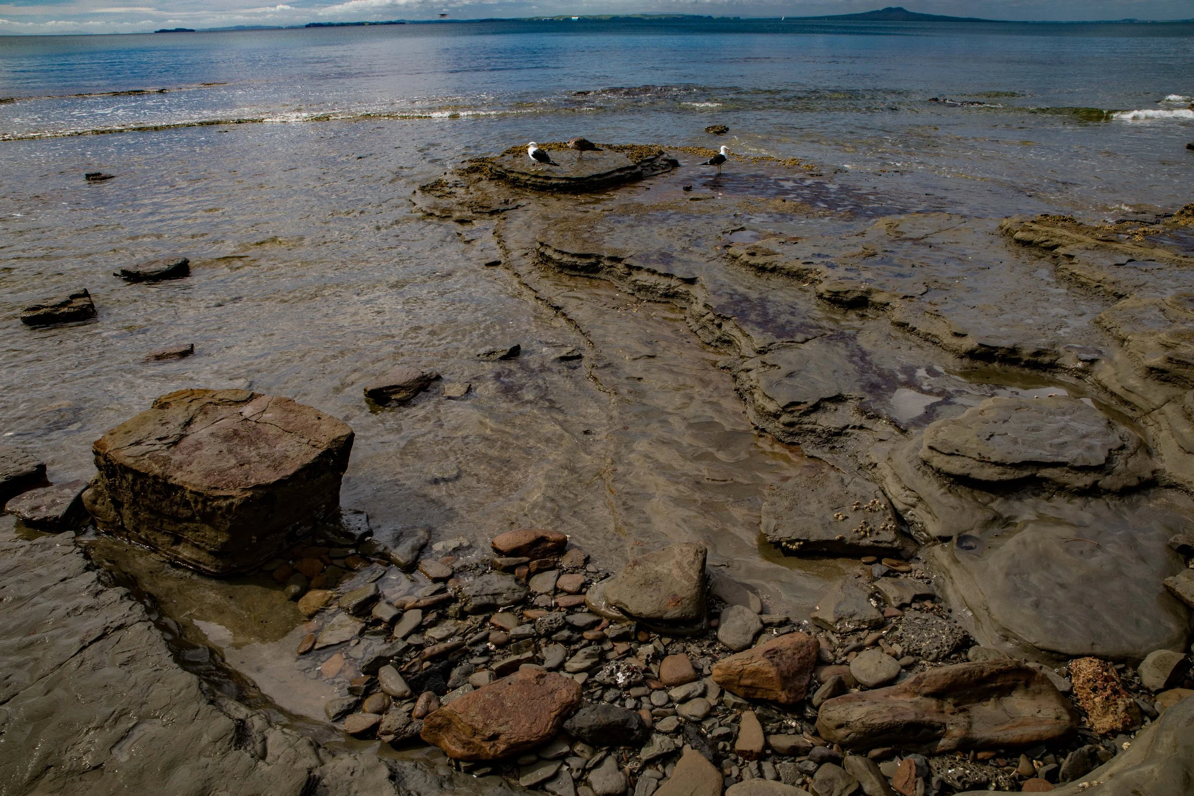 Little Manly Beach,-1206.JPG