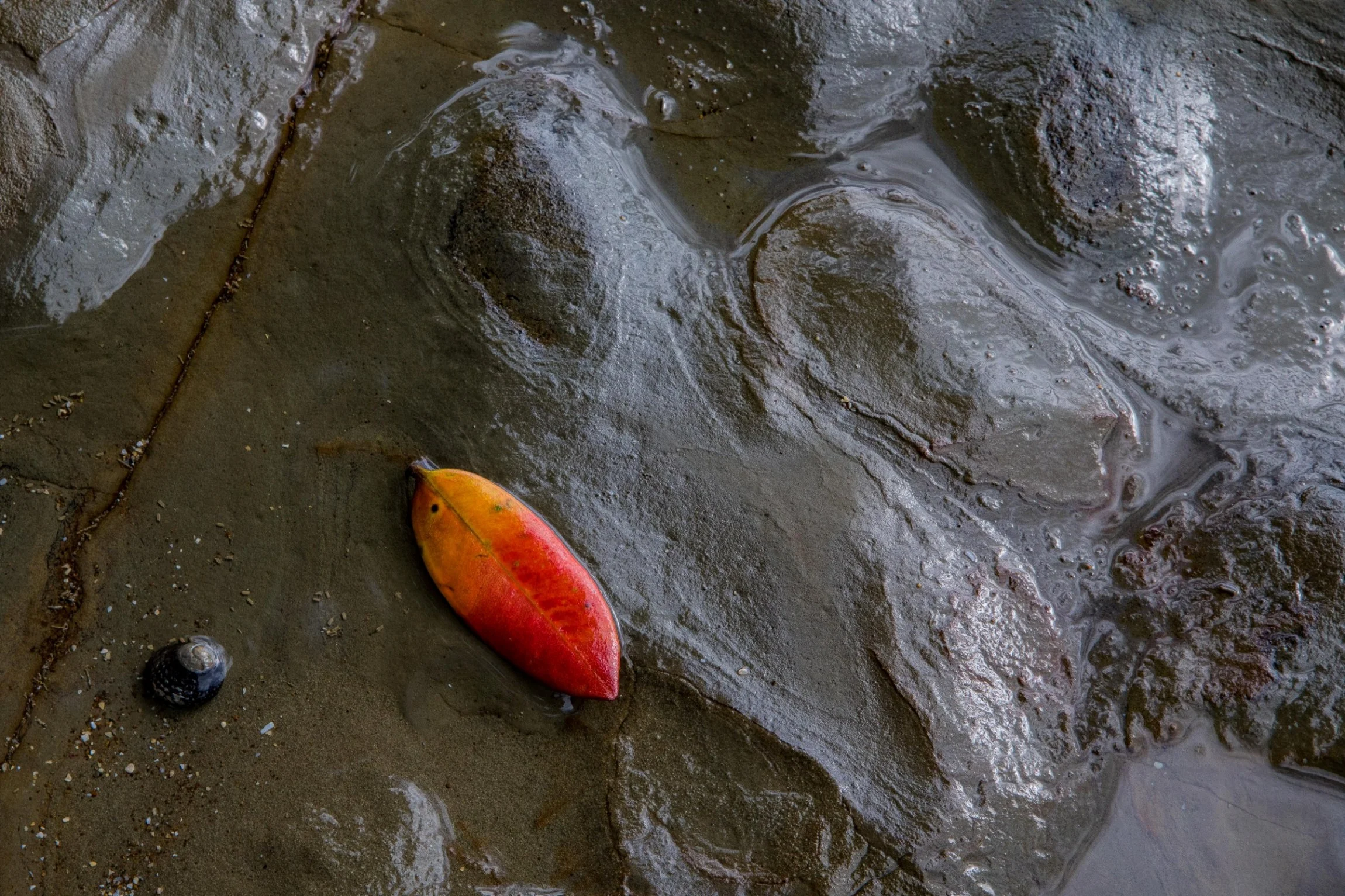 Little Manly Beach,-1209.JPG