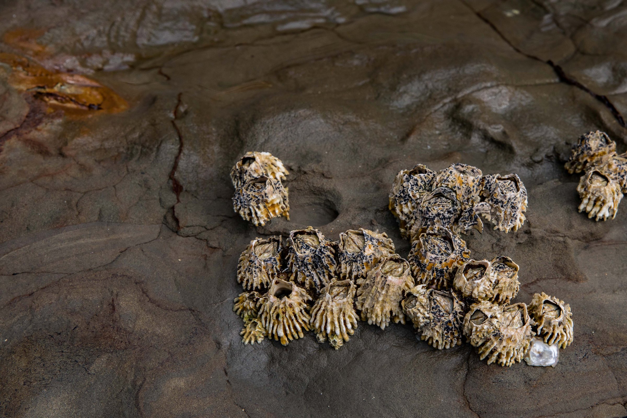 Little Manly Beach,-1211.JPG