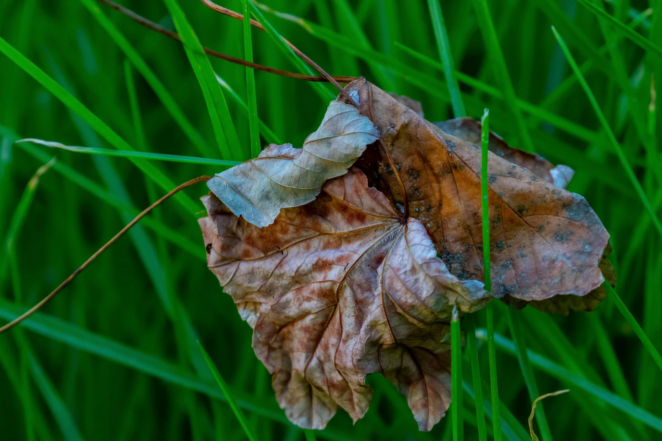 Autumn Leaf,-260.JPG