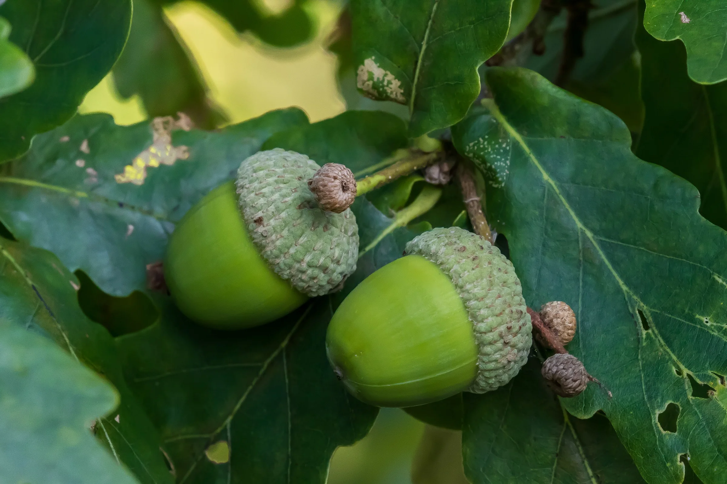 Acorns,-027.JPG
