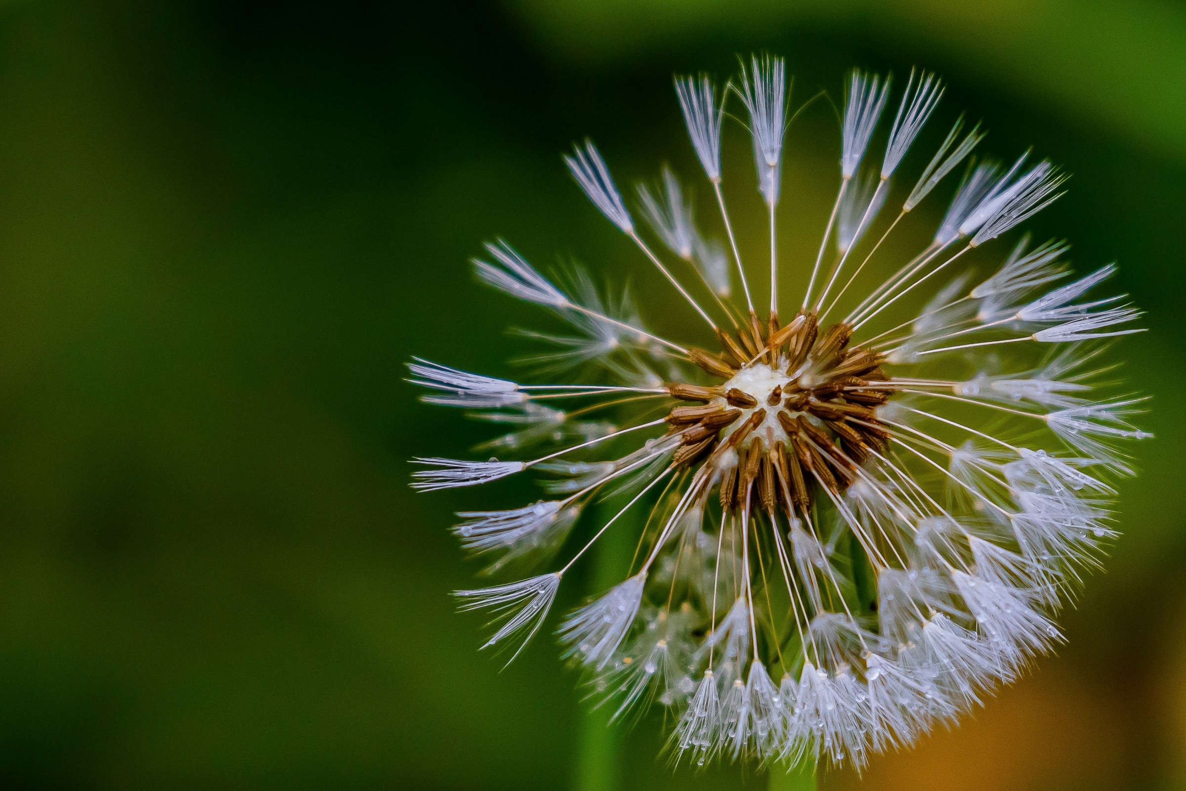 Dandelion,-1384.JPG
