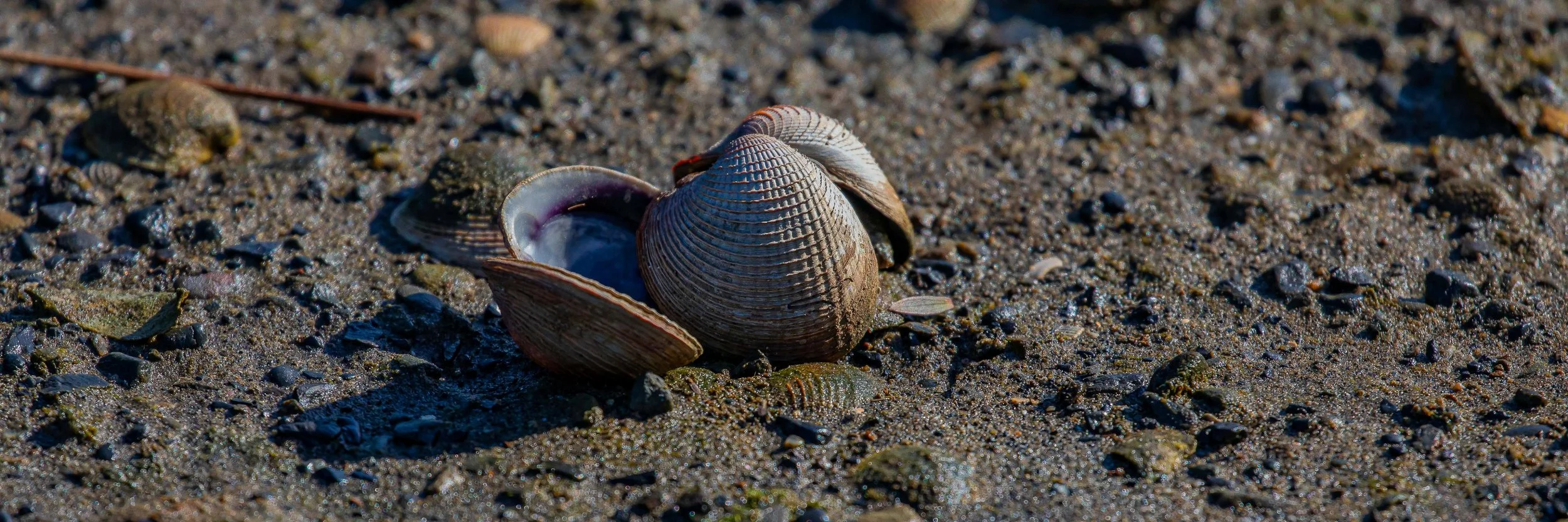 Cockle Shells,-609.JPG