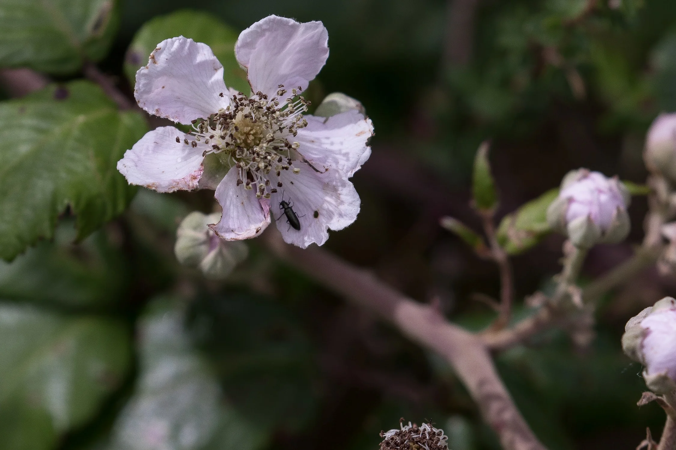 Blackberry,Boundary Stream Mainland Island Reserve,Hawkes Bay,-296.JPG