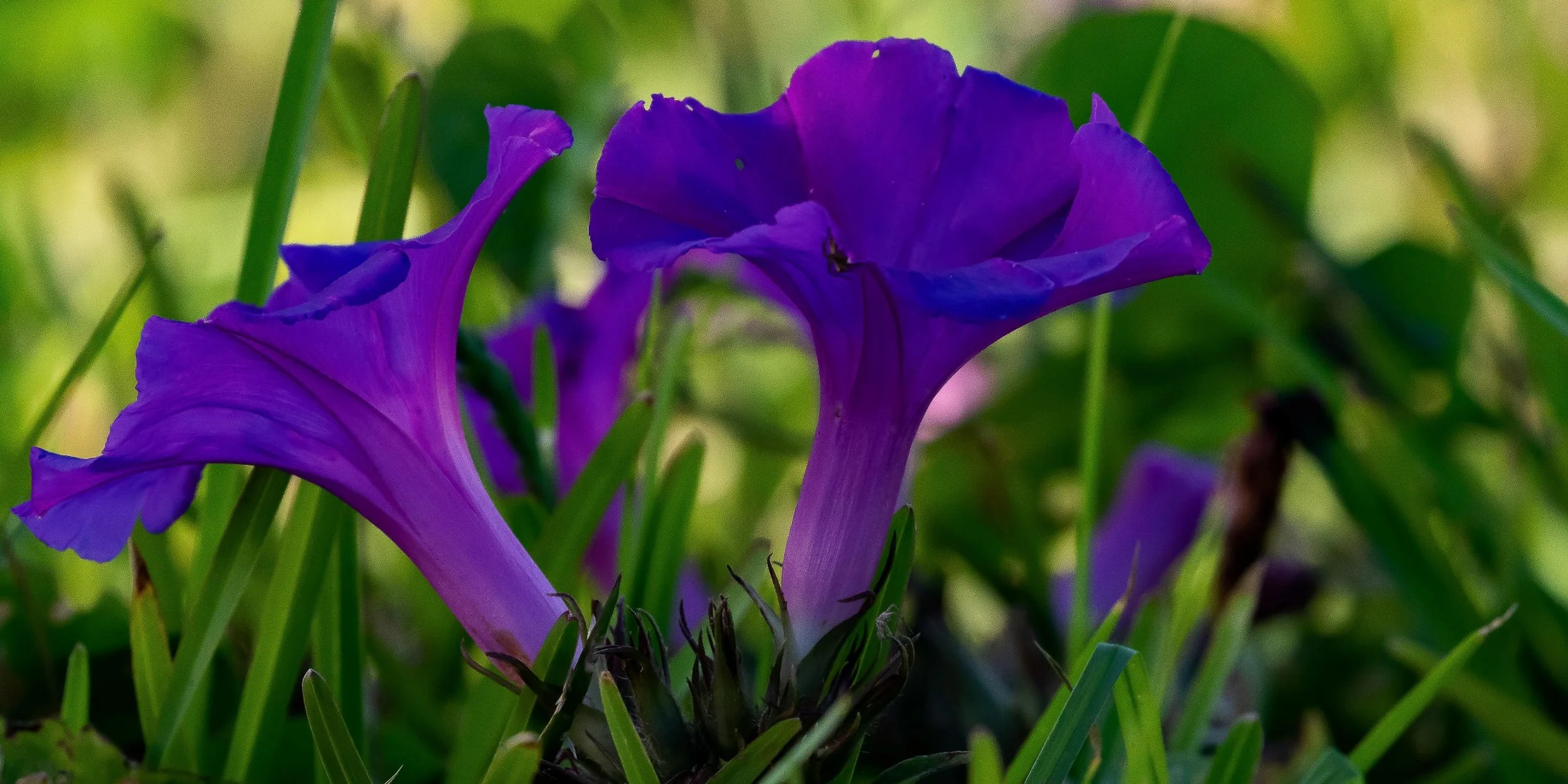 Blue Morning Glory,-426.JPG